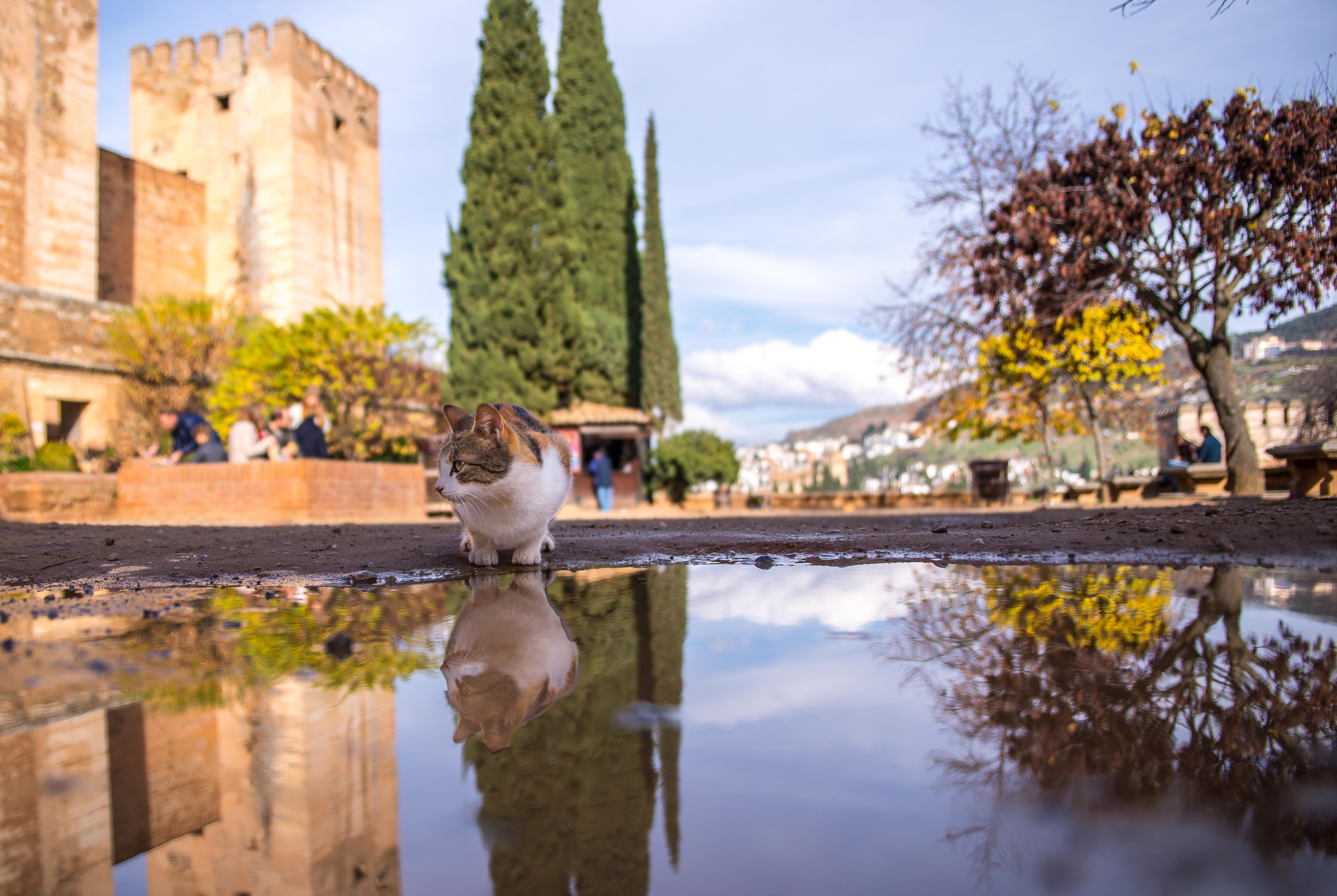 l'Alhambra Alhambra Grenade Andalousie Espagne Blog Voyage Icietlabas