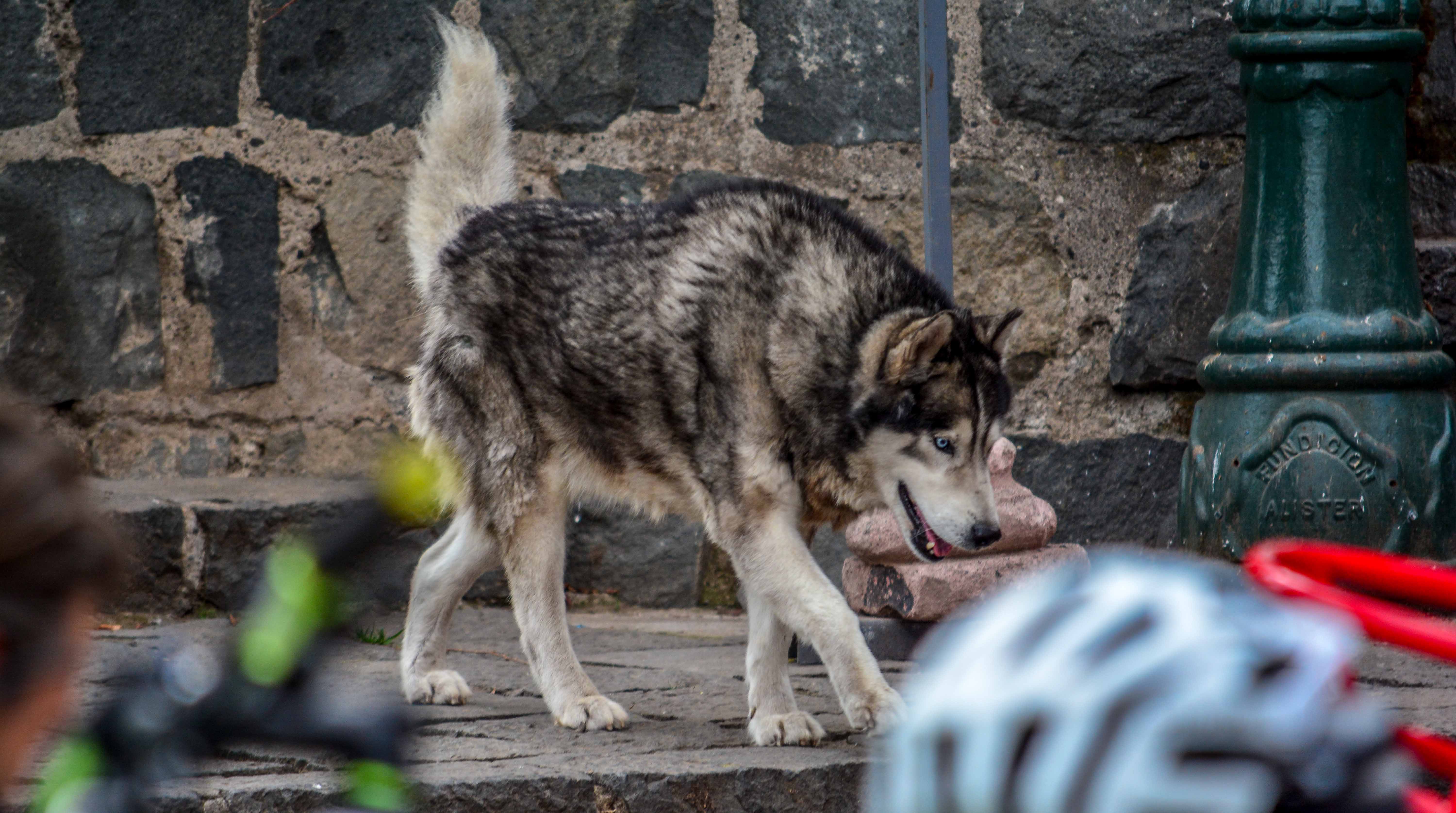insolite santiago chili the clinic chiens errants café rooftops