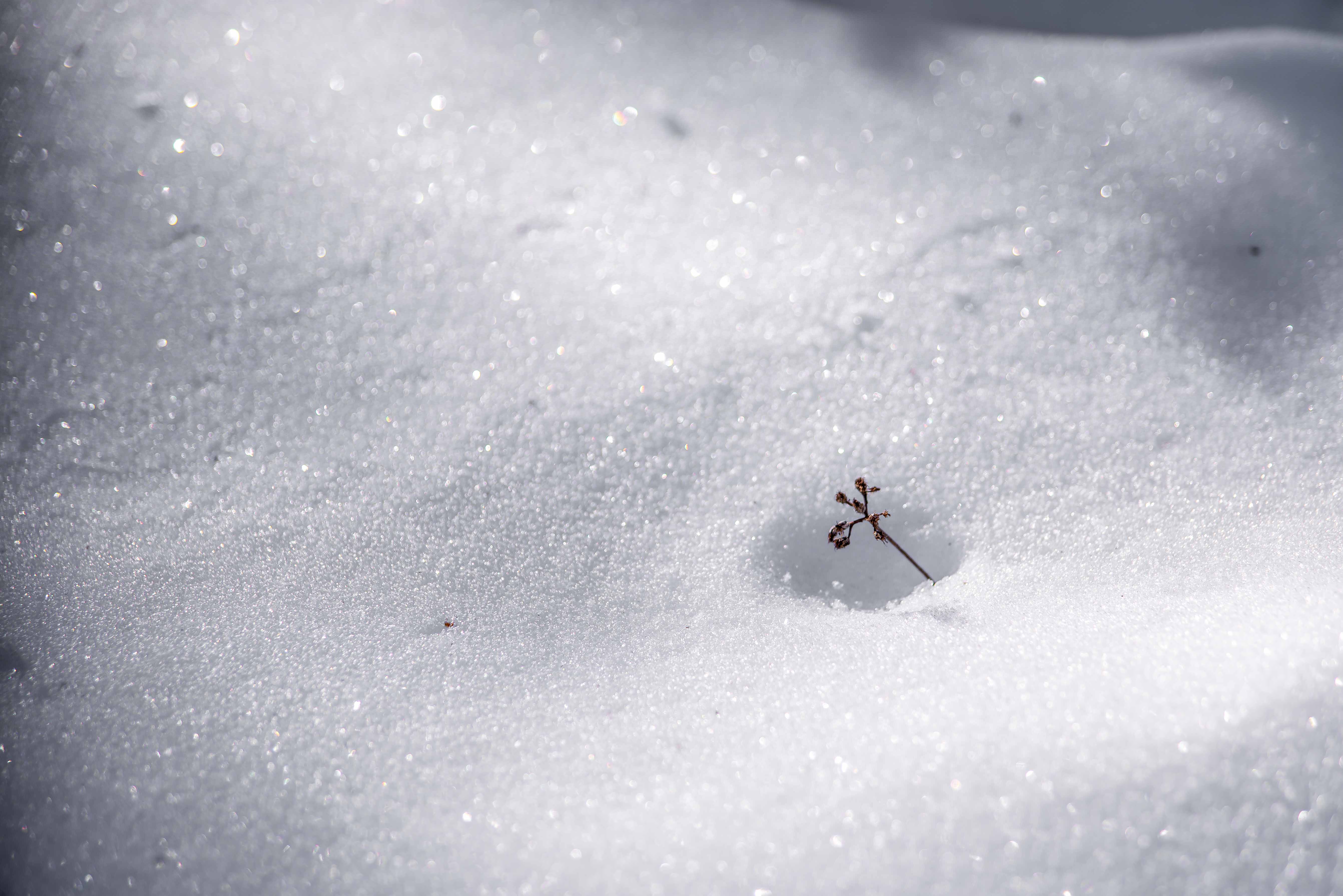 Gréolières-les-neiges station de ski Alpes du sud Nice raquette randonnée ski de fond