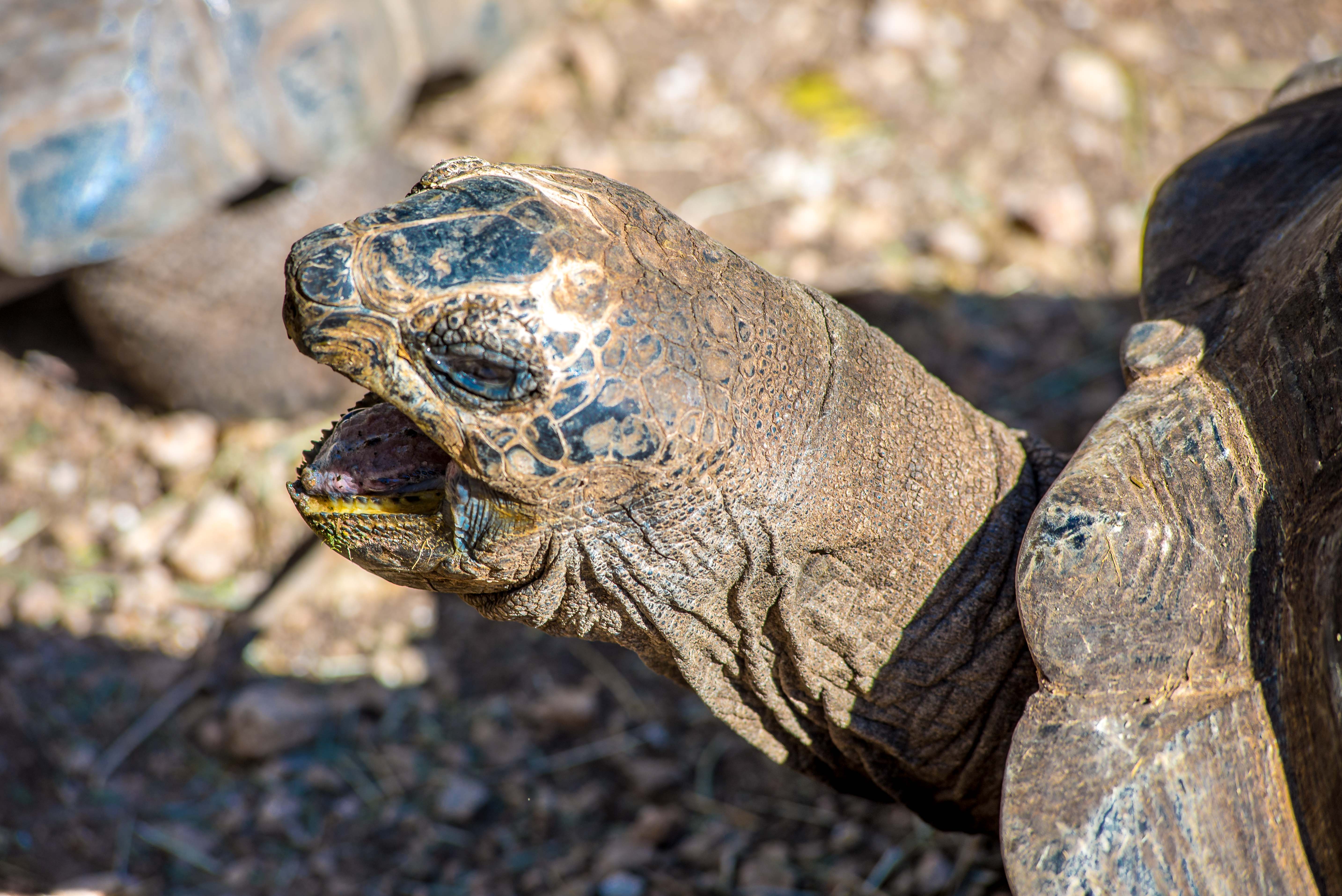 Tortues Village des Tortues Carnoules Paca Icietlabas Blog