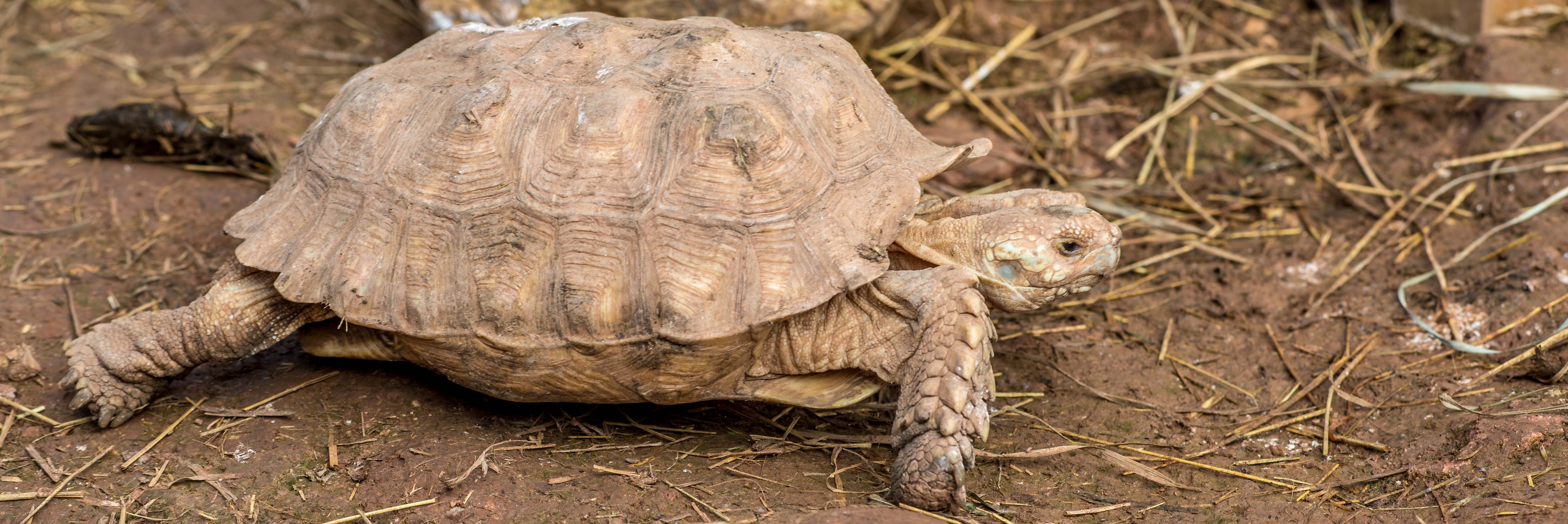 Tortues Village des Tortues Carnoules Paca Icietlabas Blog