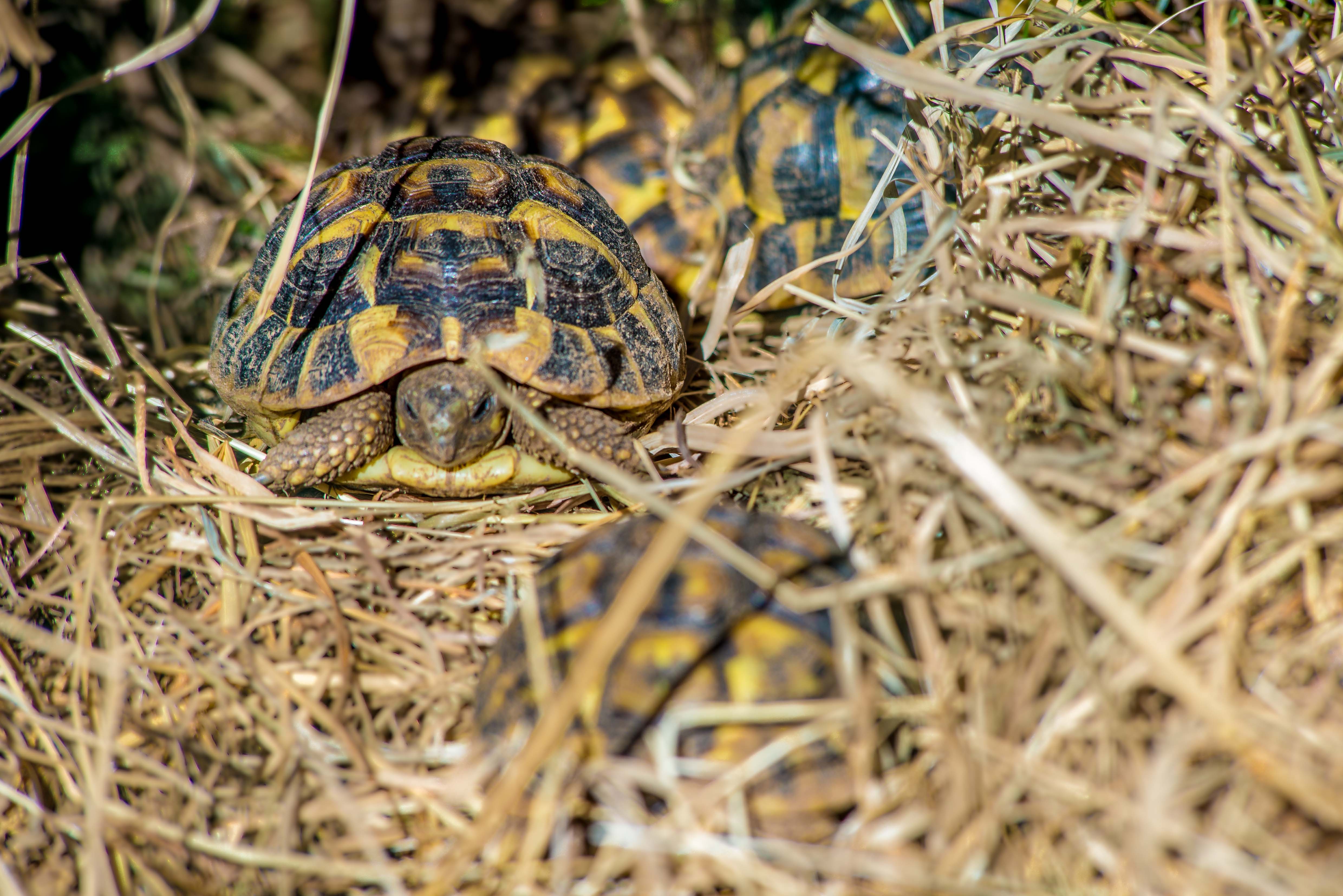 Tortues Village des Tortues Carnoules Paca Icietlabas Blog