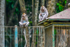 Indonésie bali ubud monkey temple monkeytemple icietlabas blog voyage blogvoyage