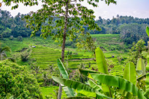 Indonésie bali ubud rizière icietlabas blog voyage blogvoyage