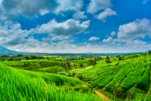 Indonésie bali ubud rizière icietlabas blog voyage blogvoyage
