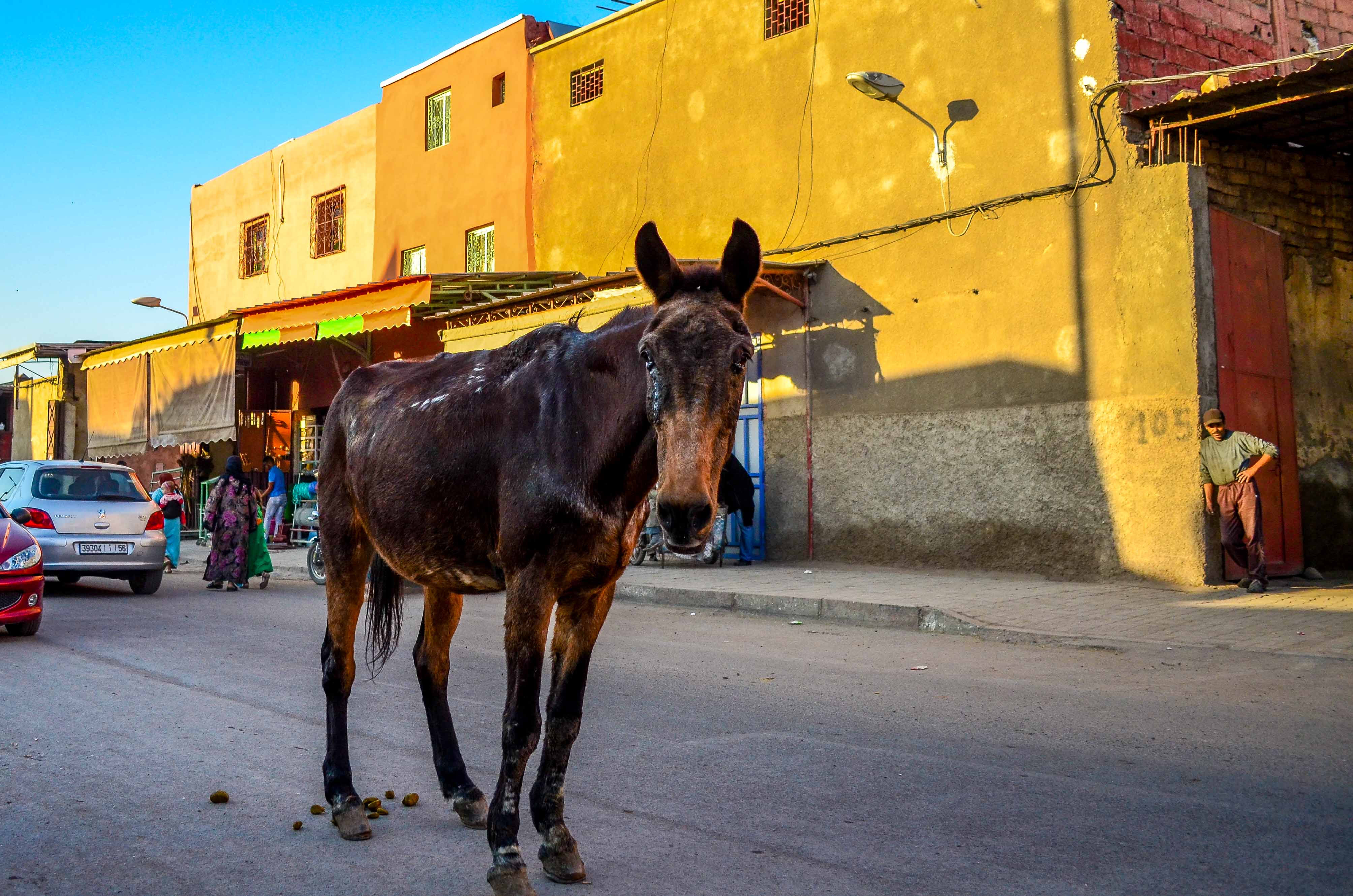 Le tour des remparts à Calèche Maroc Blog voyage
