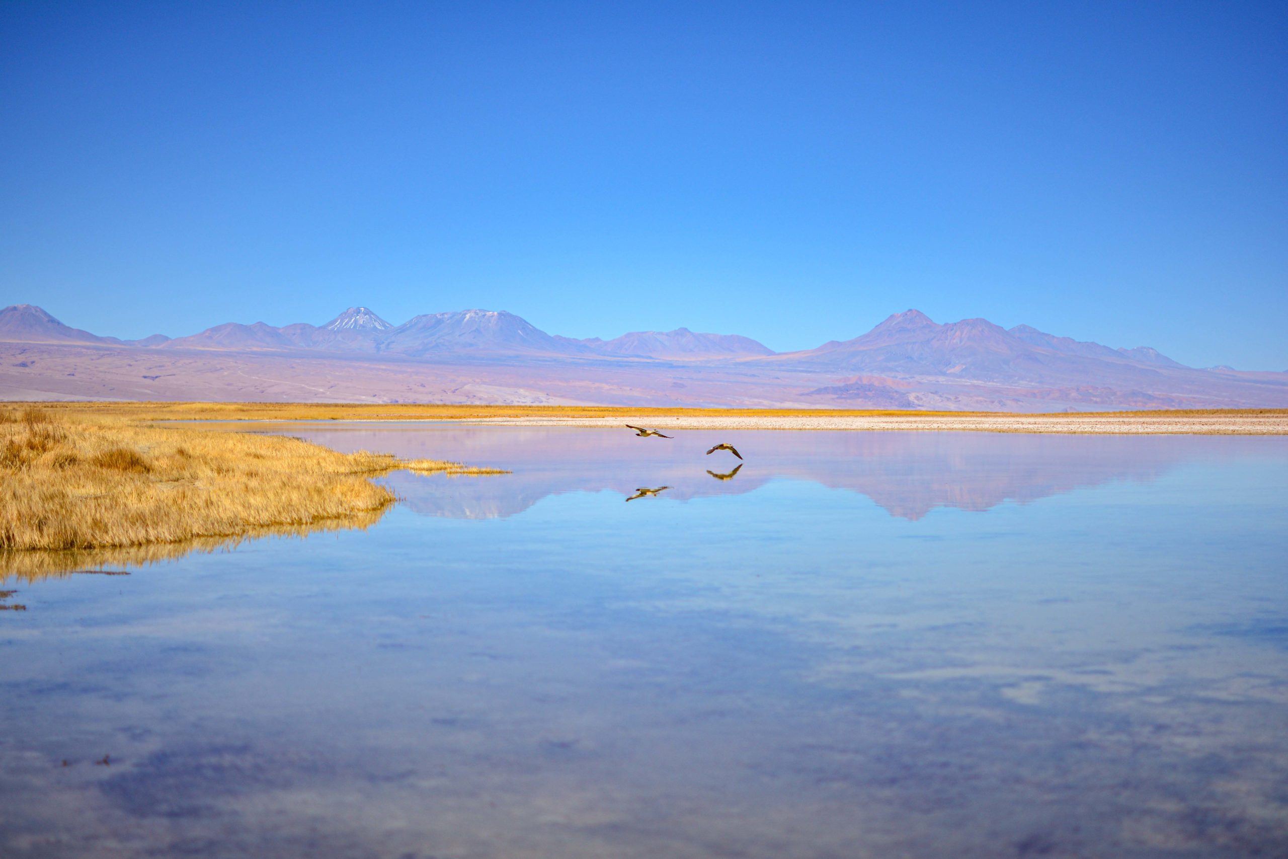 Laguna Cejar blog voyage nord du chili