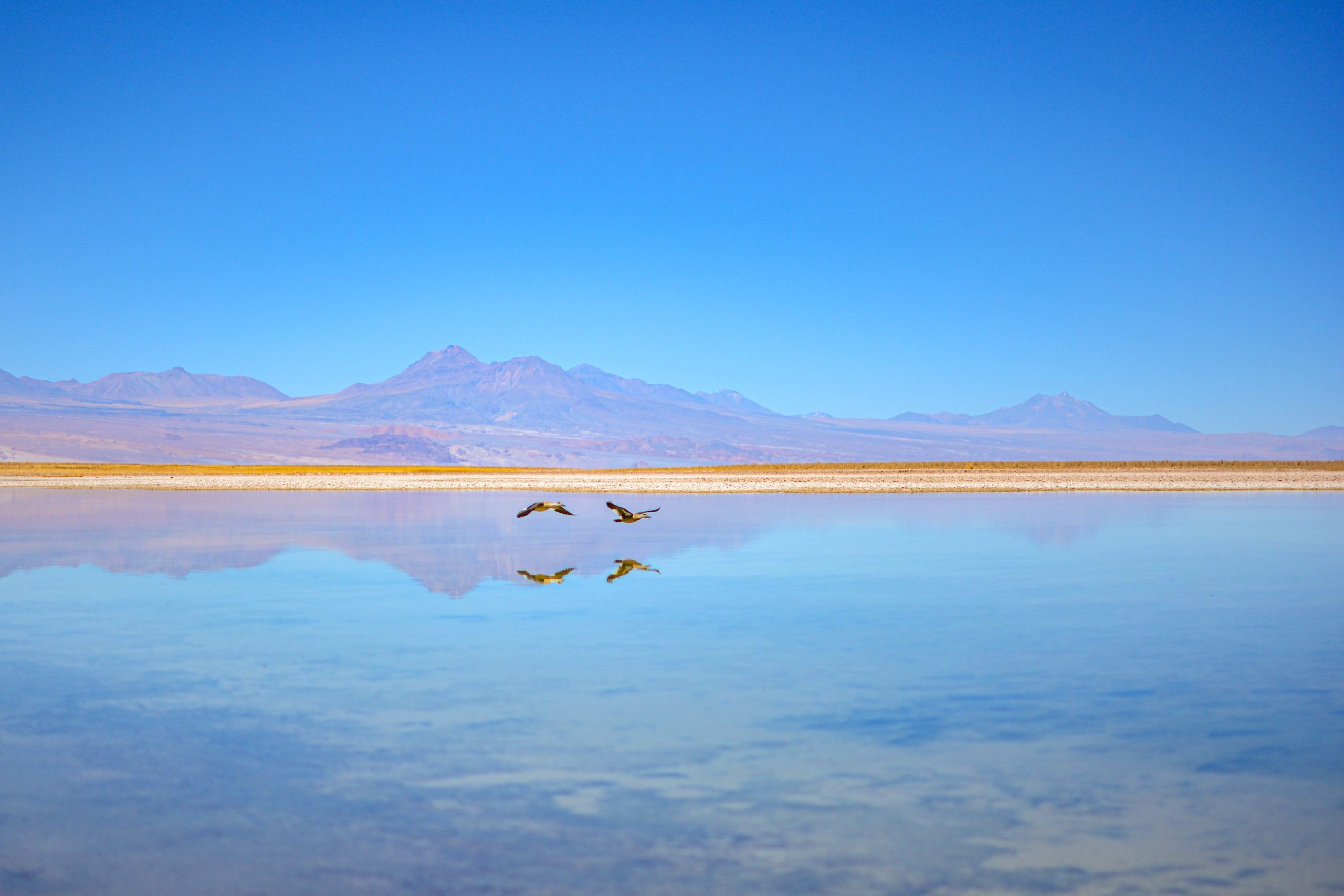 Laguna Cejar blog voyage nord du chili