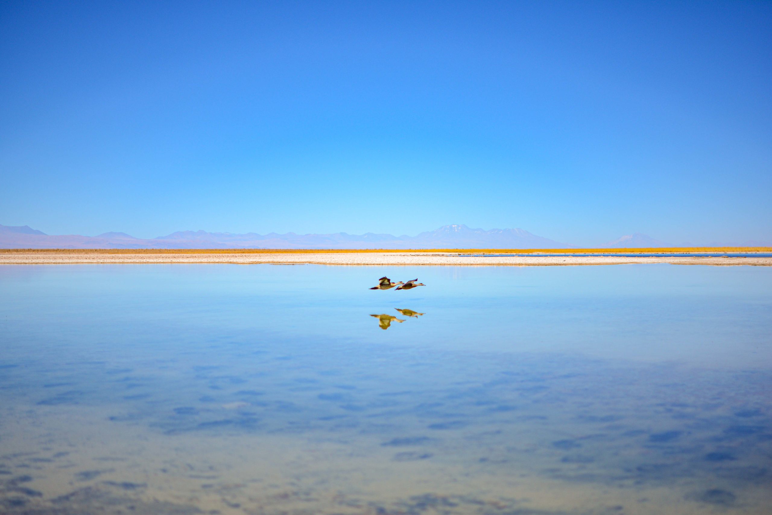 Laguna Cejar blog voyage nord du chili