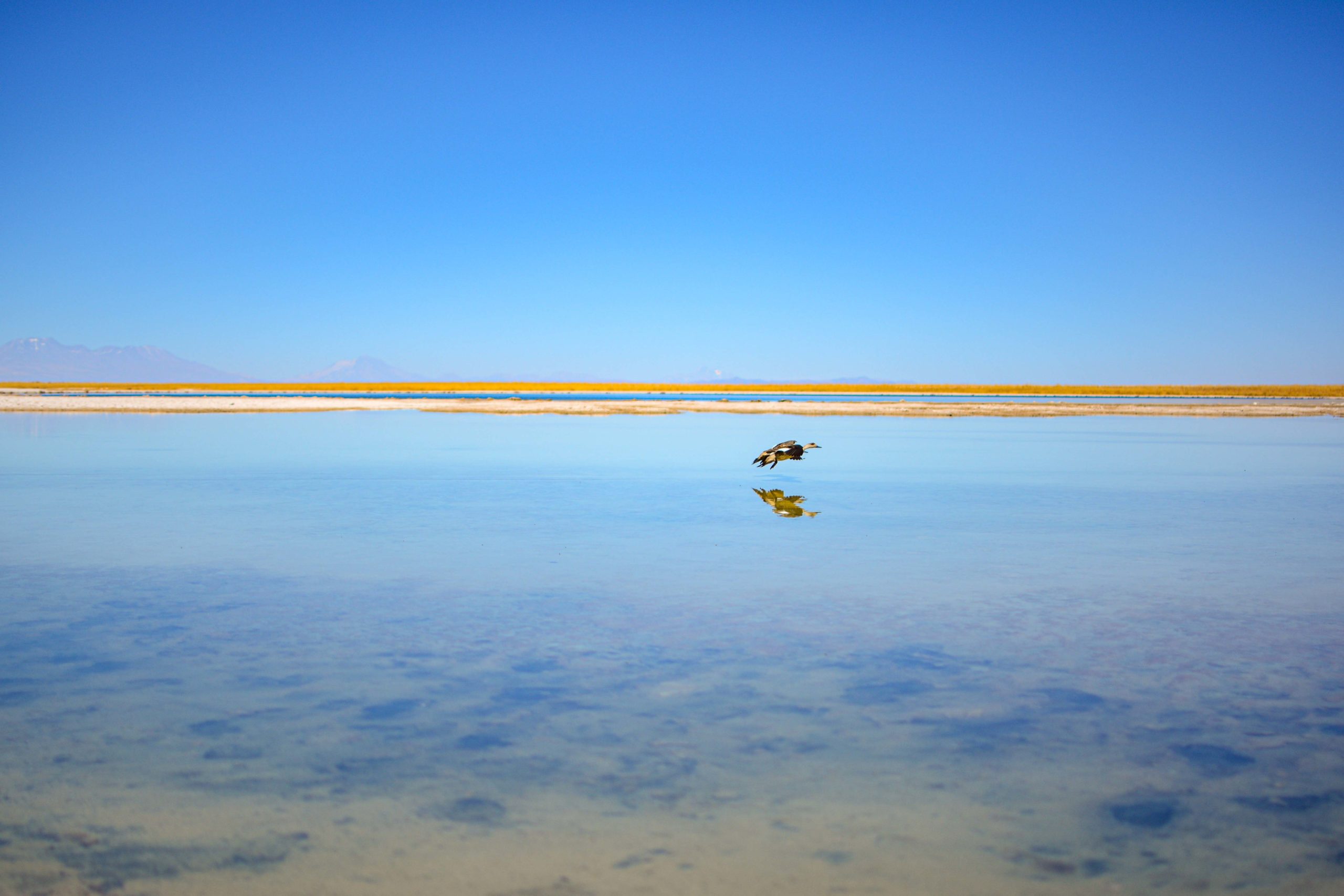 Laguna Cejar blog voyage nord du chili