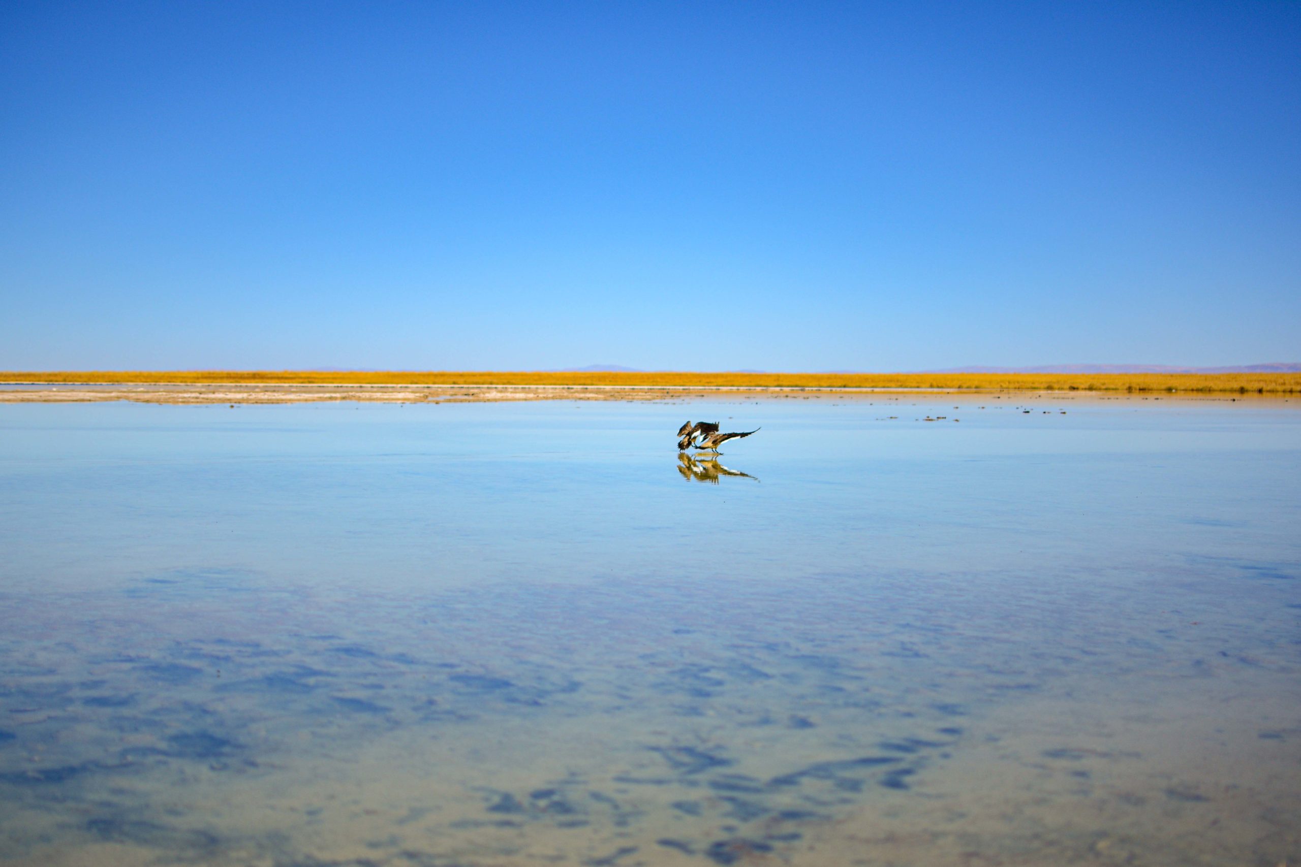 Laguna Cejar blog voyage nord du chili