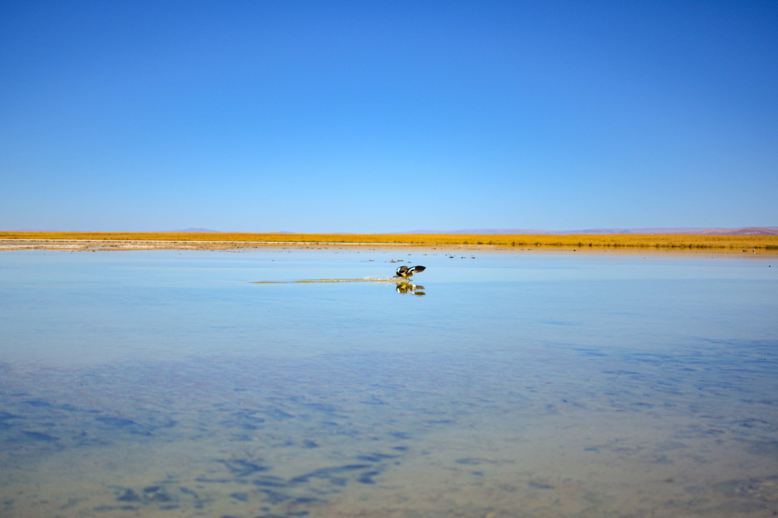 Laguna Cejar blog voyage nord du chili