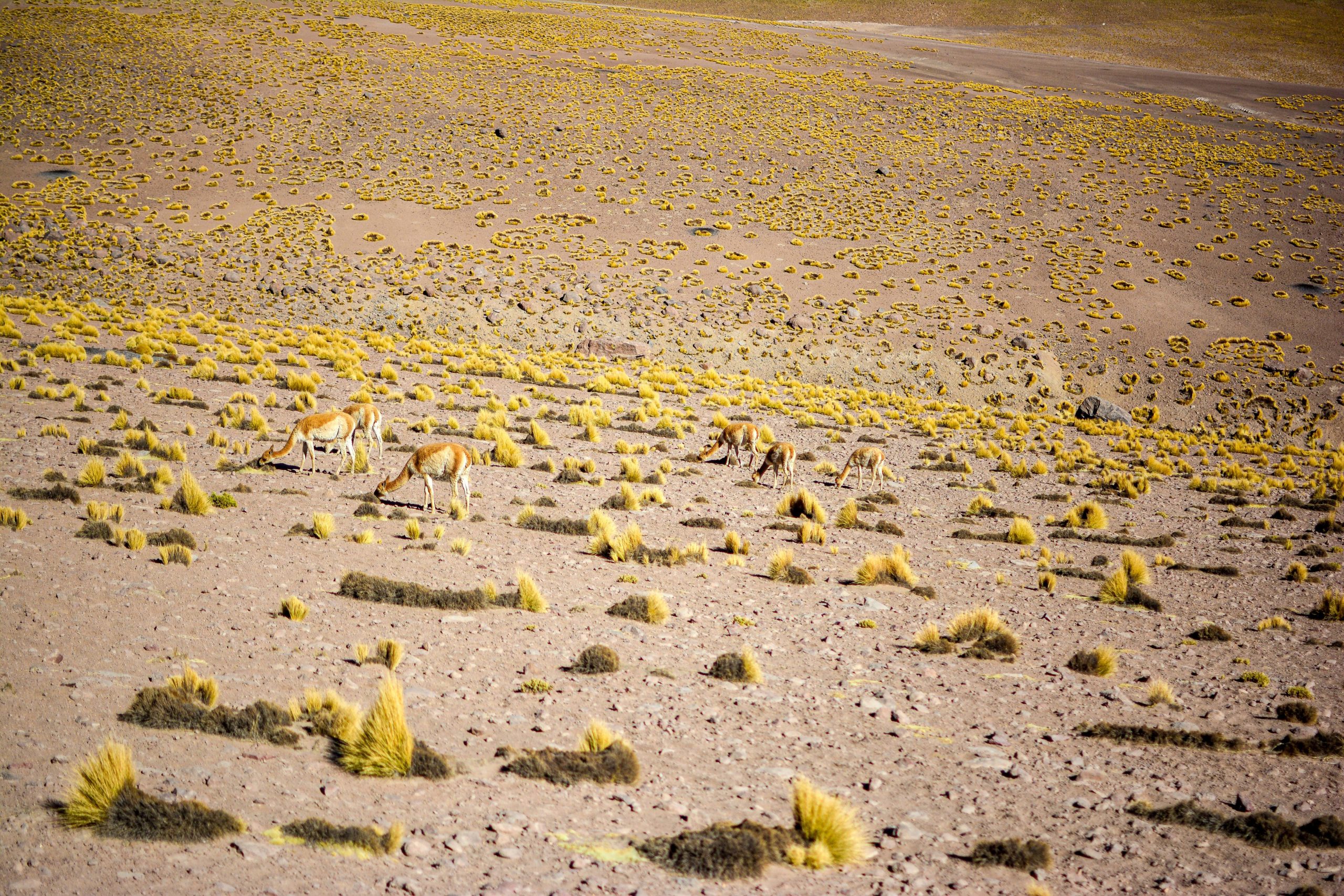 Que faire à San Pedro de Atacama Blog Voyage Chili Chile
