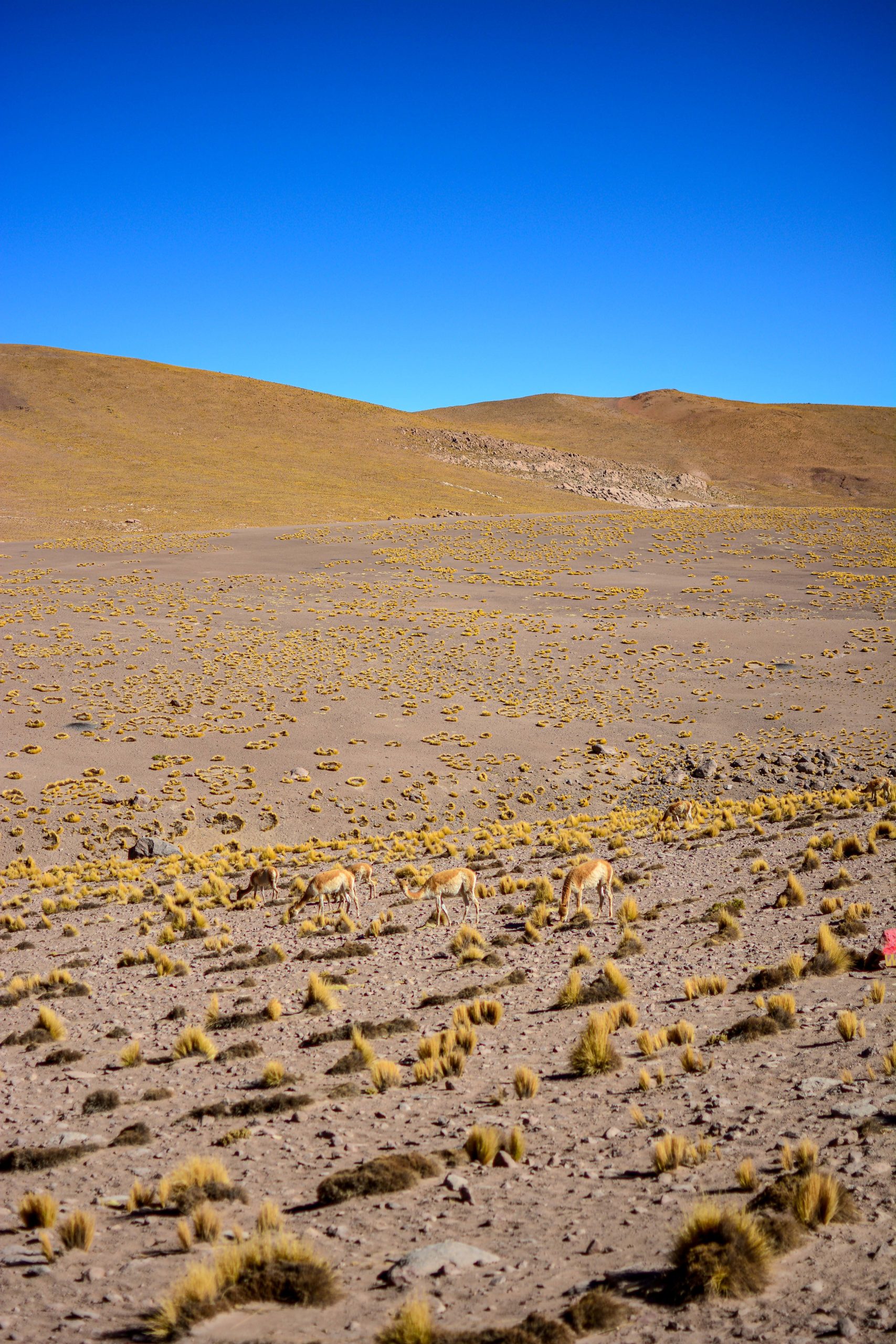 Que faire à San Pedro de Atacama Blog Voyage Chili Chile