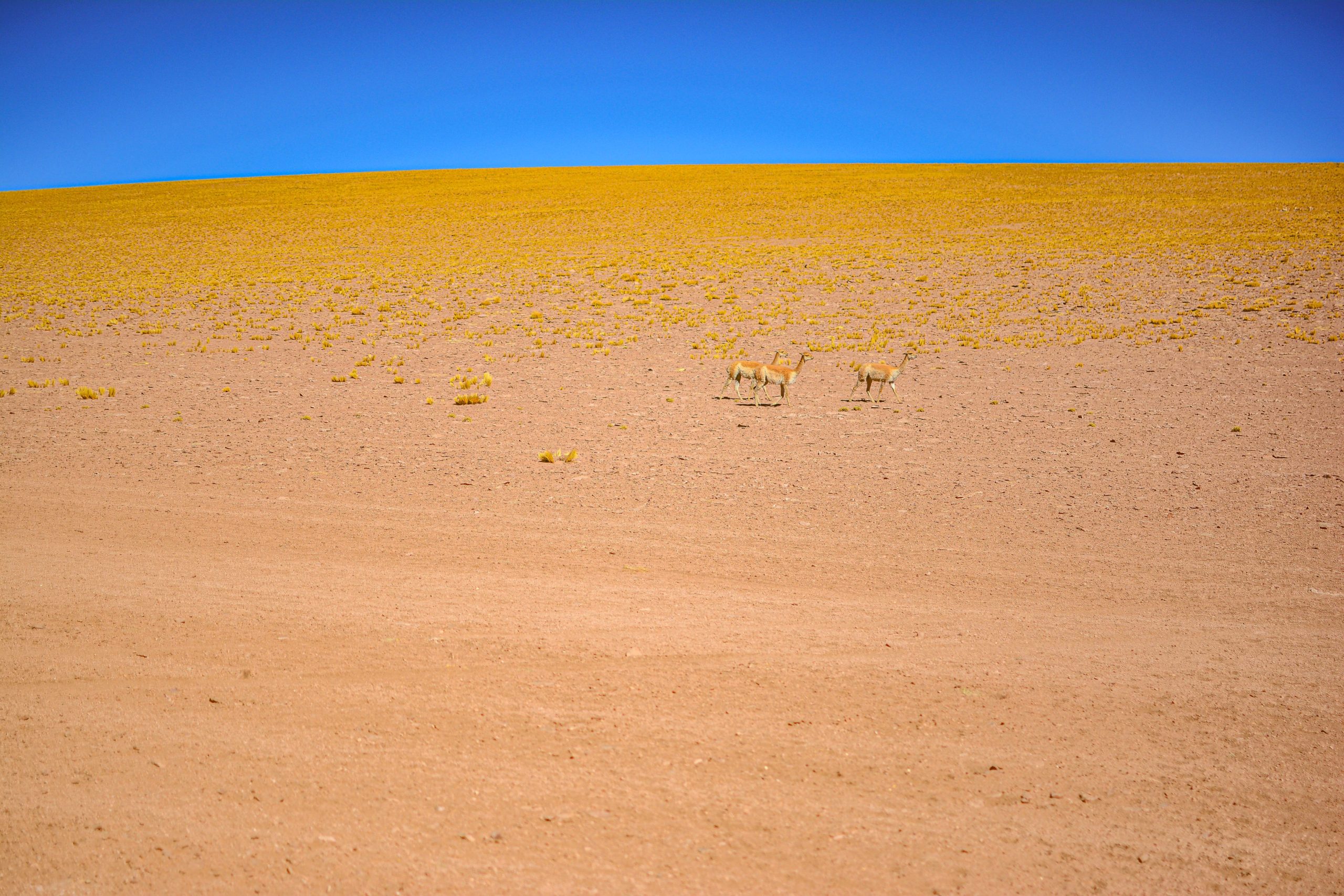 que faire dans le nord du chili blog voyage