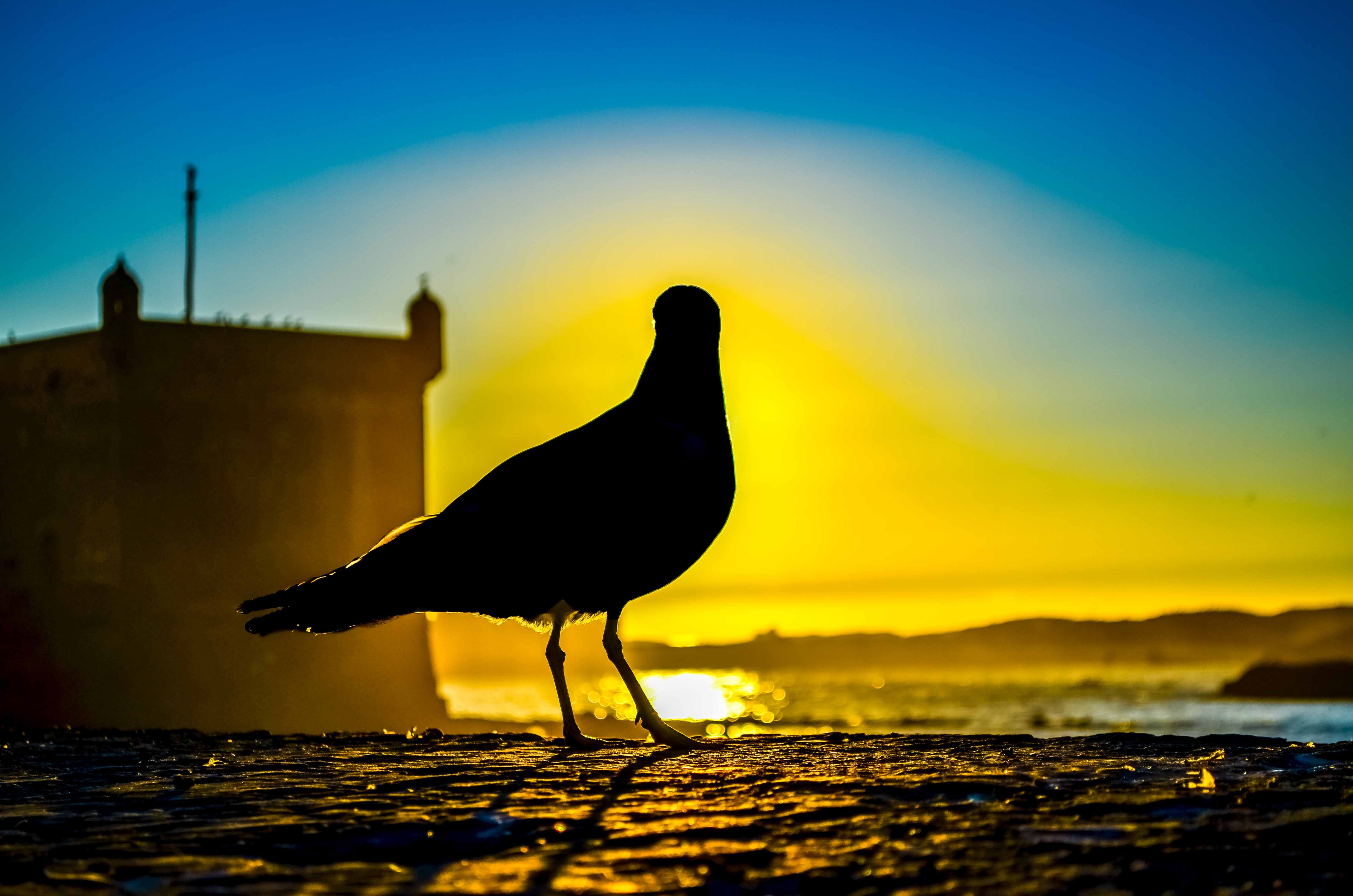 Essaouira blog voyage une semaine
