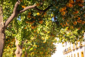 Espagne Andalousie Blog Voyage
