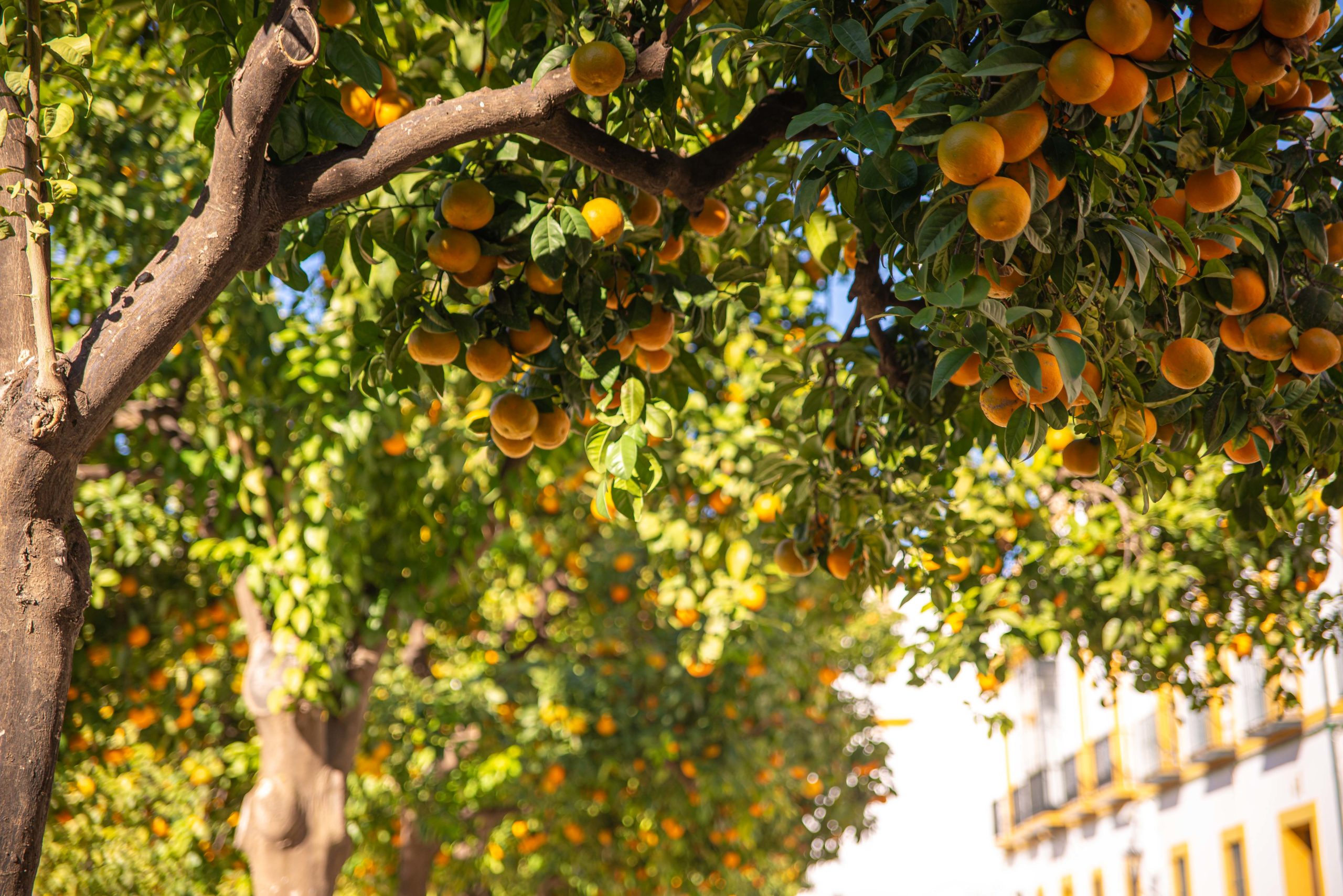 Espagne Andalousie Blog Voyage