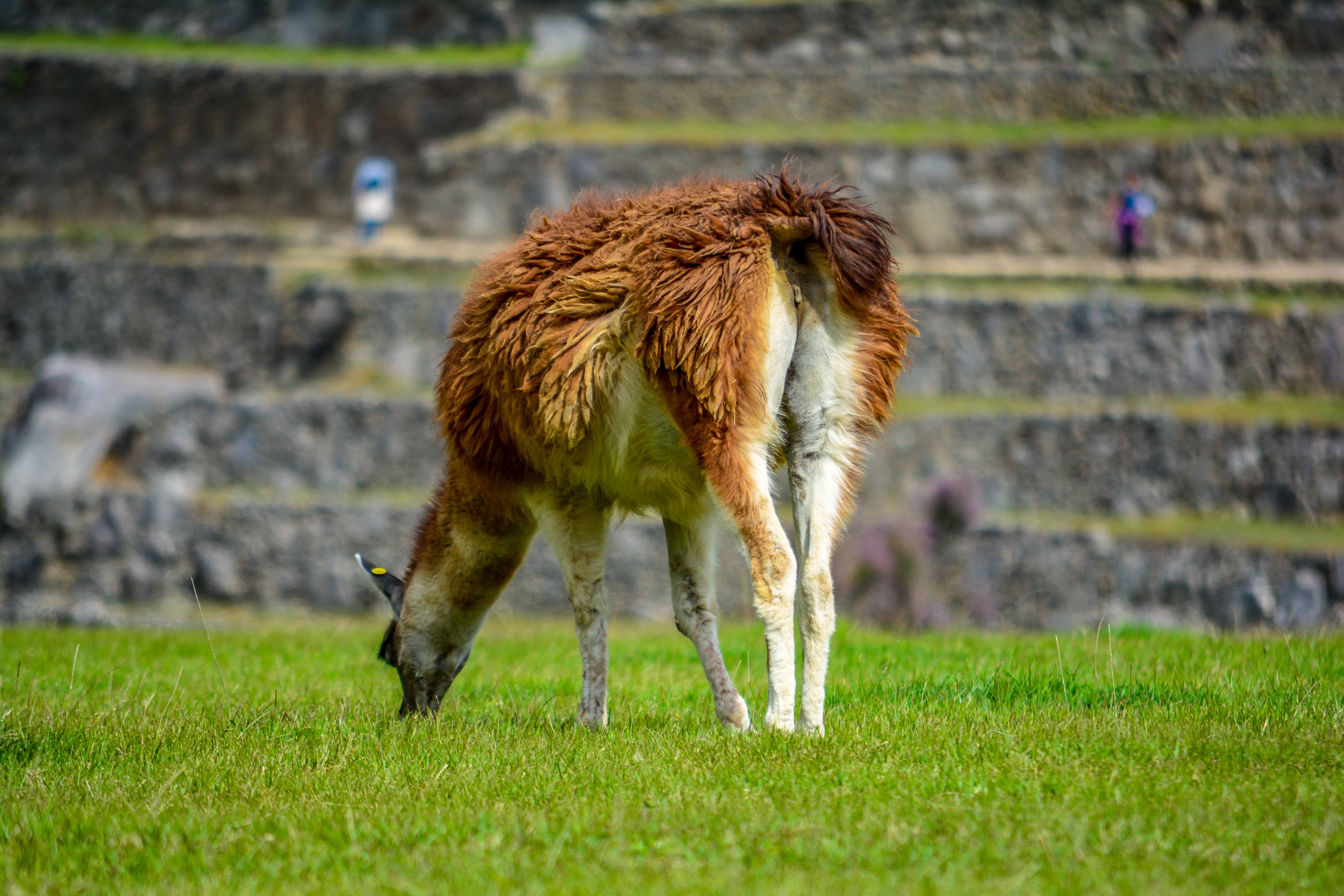 Machu Picchu Pérou Peru Agua Calientes amérique du sud blogvoyage blog voyage icietlabas