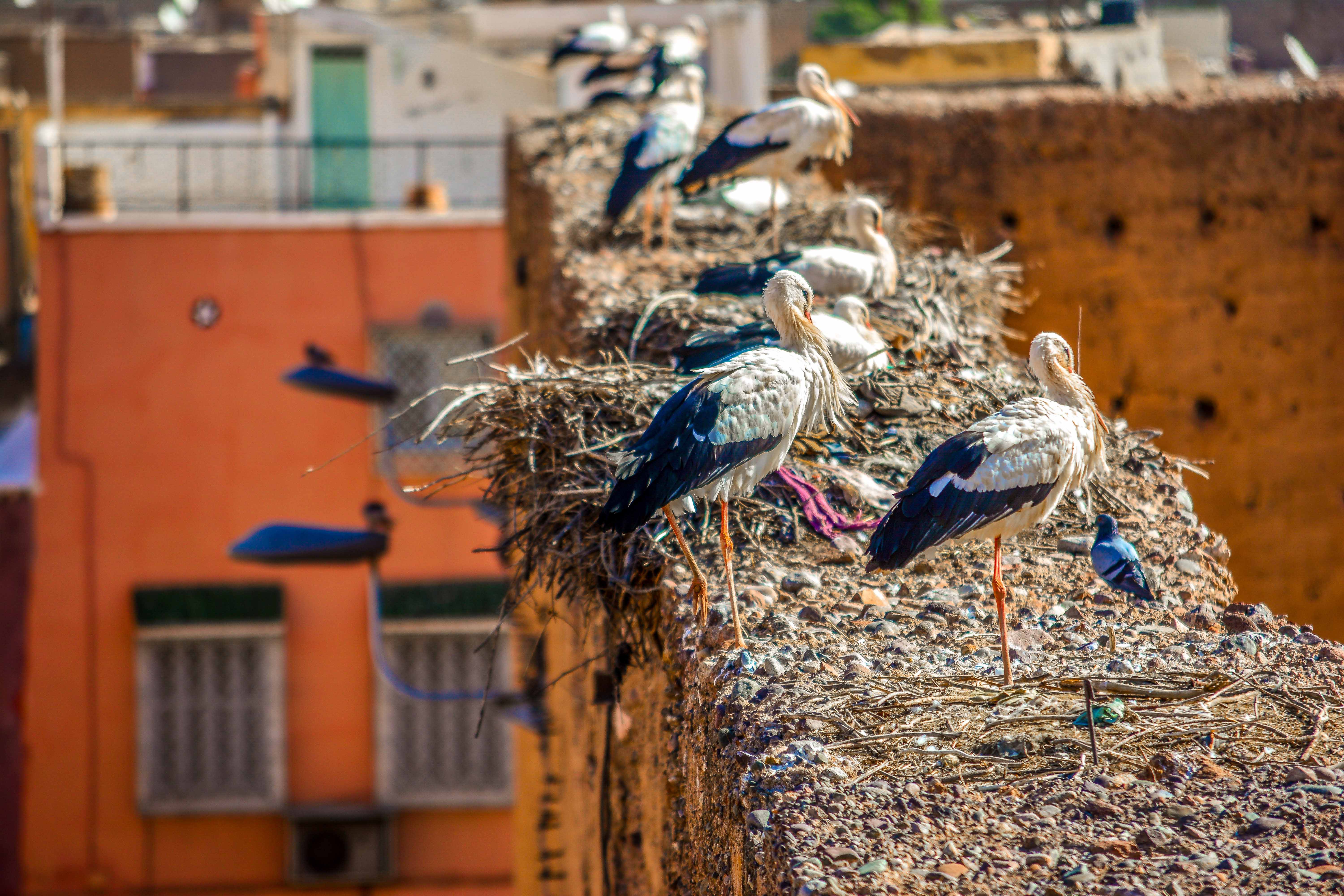 Visiter le Maroc Blog Voyage le Le Palais El Badi Blogvoyage