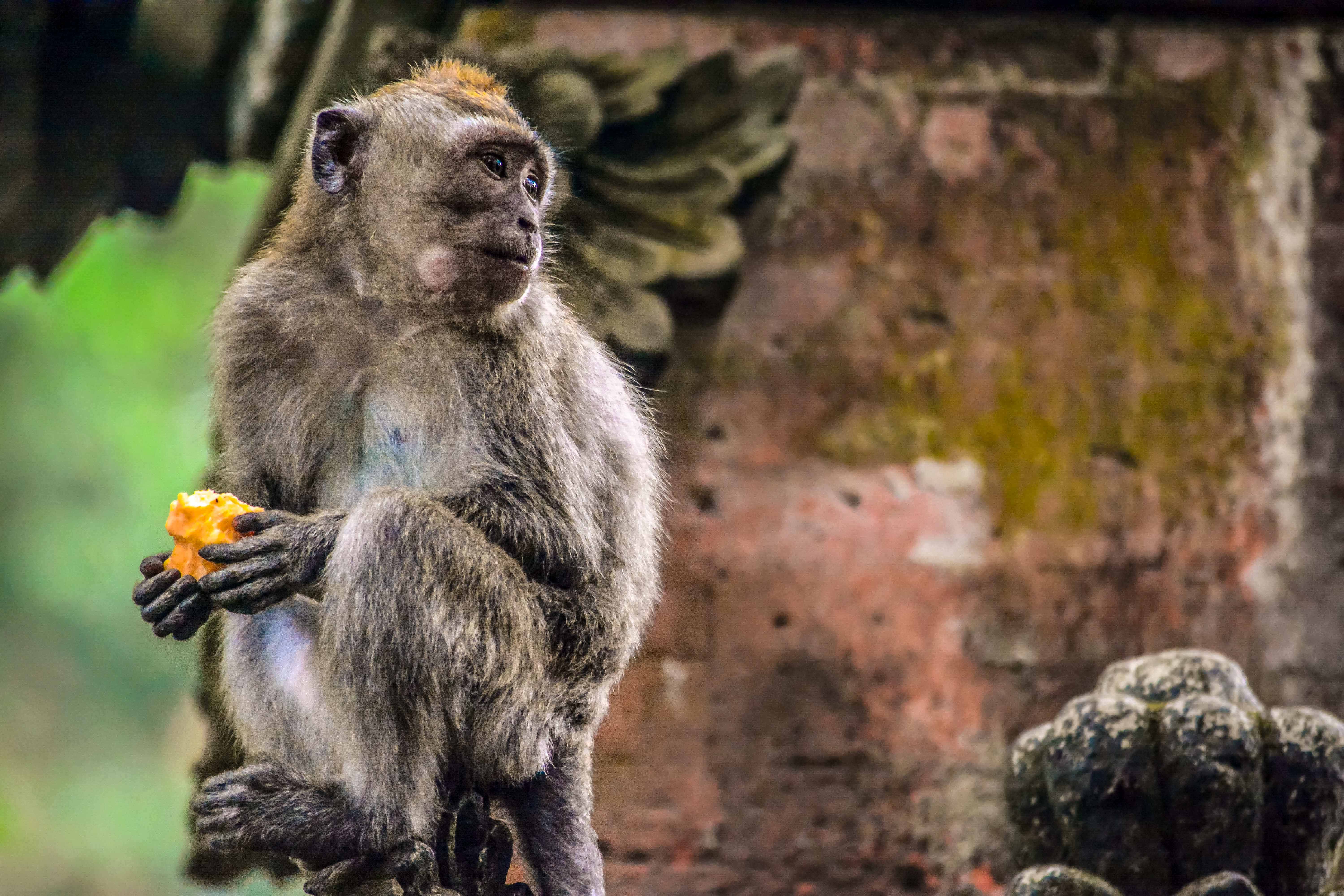 Ubud Que faire à ubud monkey sacred forest forêt sacrée des singes indonésie bali blogvoyage blog voyage