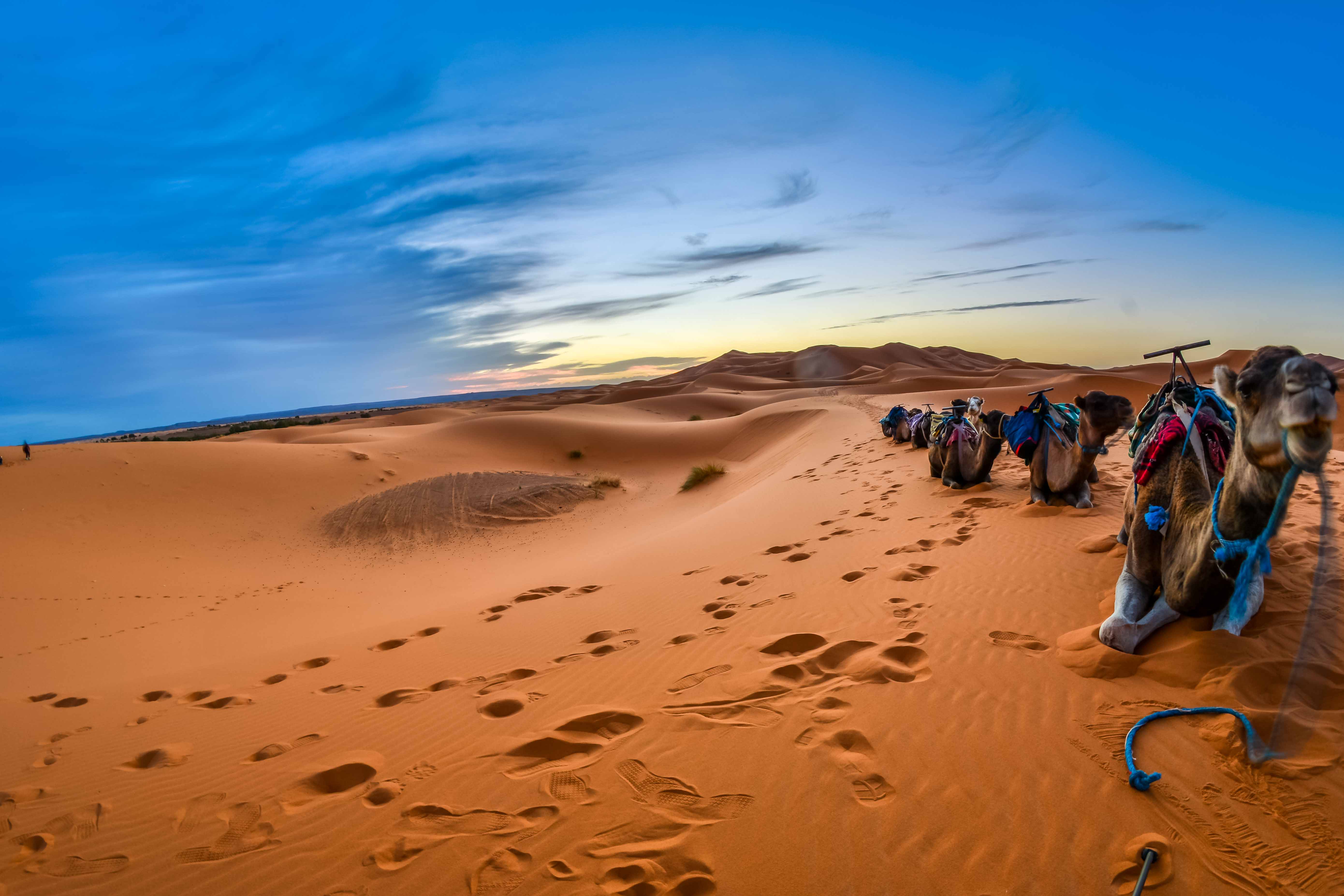 al sahra desert safari