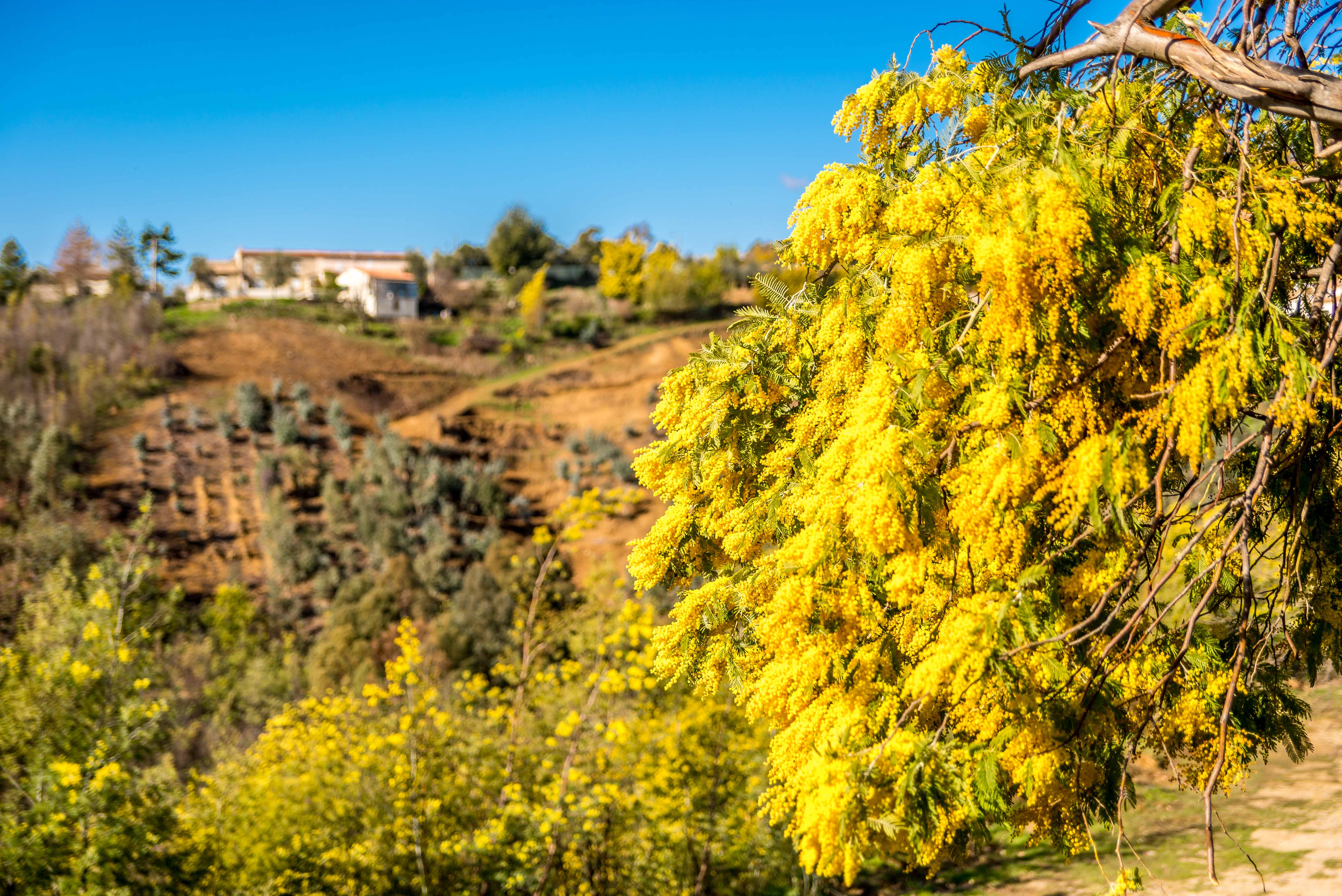 Mimosa côte d'azur Alpes maritimes route du mimosa Madelieu-la-napoule Bormes les mimosas Tanneron