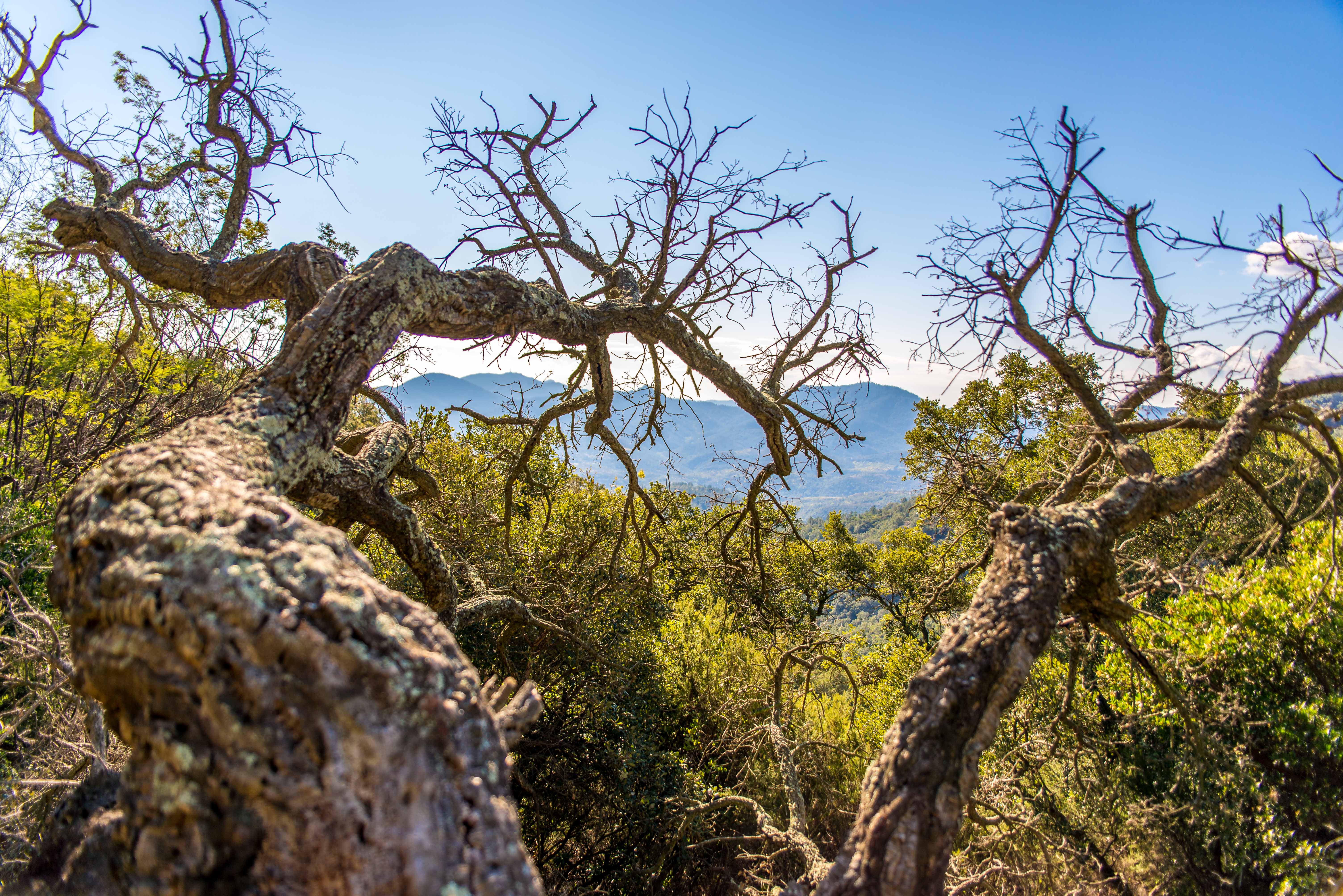 Blog voyage cote d'azur côte d'azur Alpes maritimes route du mimosa Madelieu-la-napoule Bormes les mimosas Tanneron