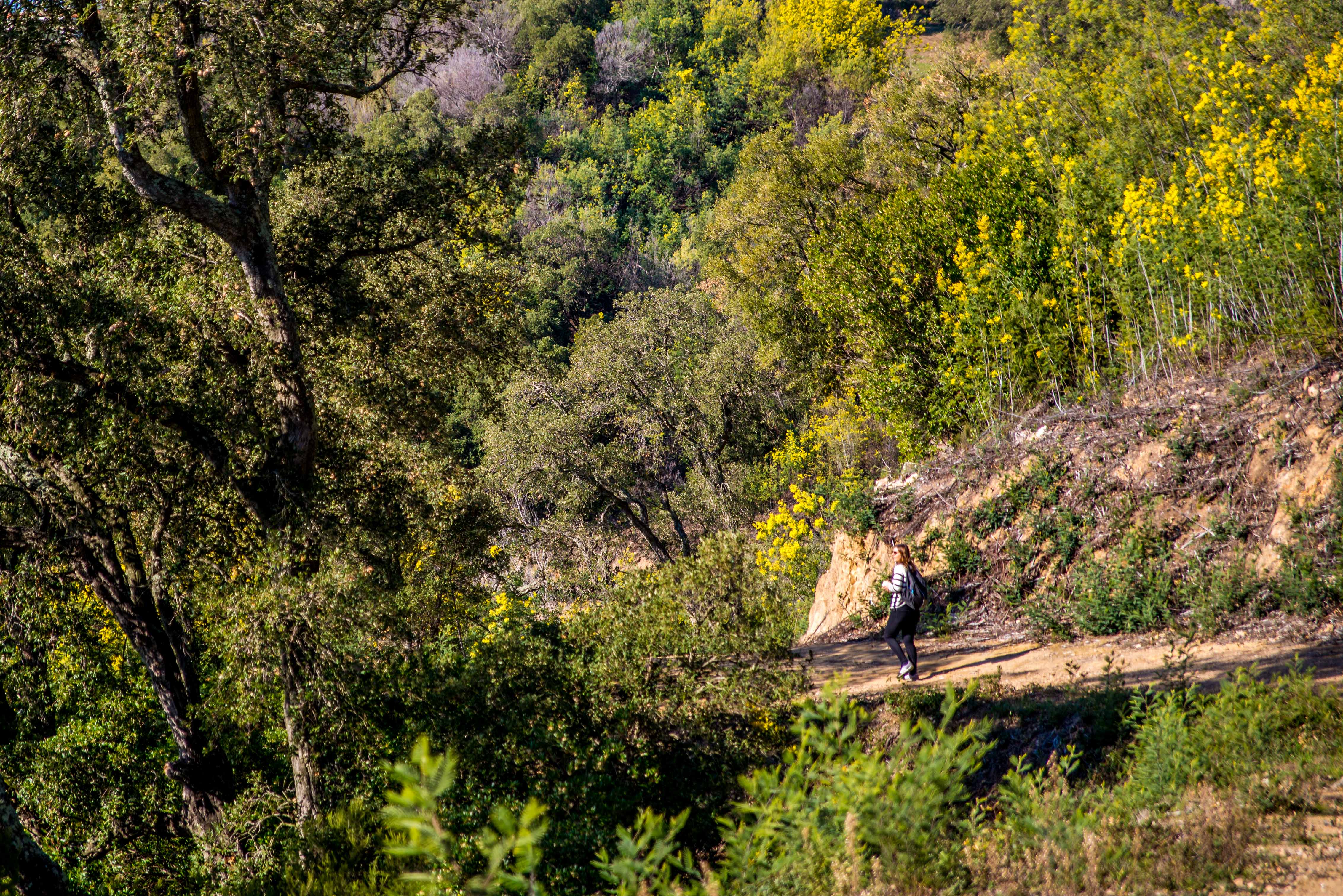 Blog voyage cote d'azur côte d'azur Alpes maritimes route du mimosa Madelieu-la-napoule Bormes les mimosas Tanneron