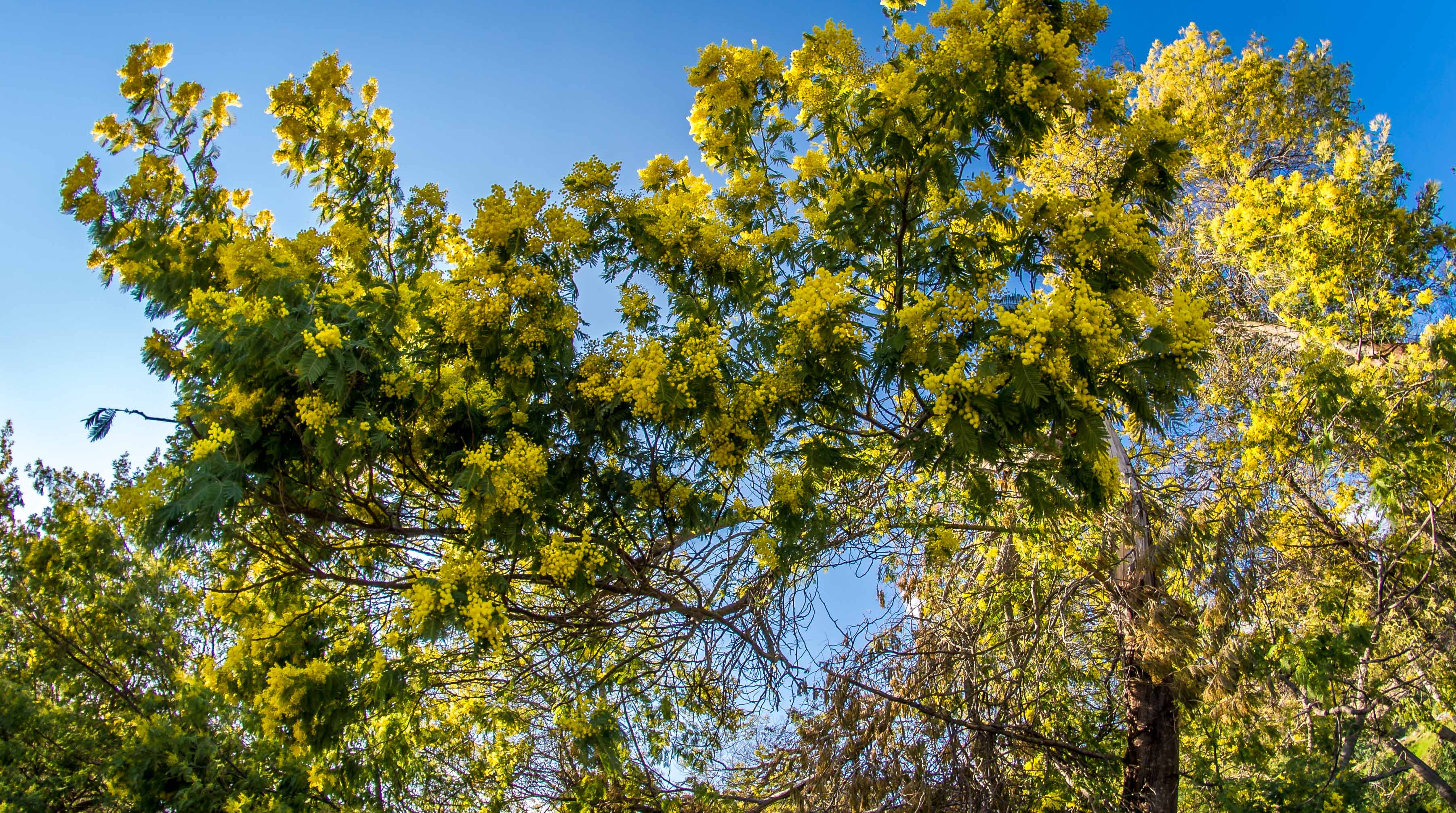 Blog voyage cote d'azur côte d'azur Alpes maritimes route du mimosa Madelieu-la-napoule Bormes les mimosas Tanneron