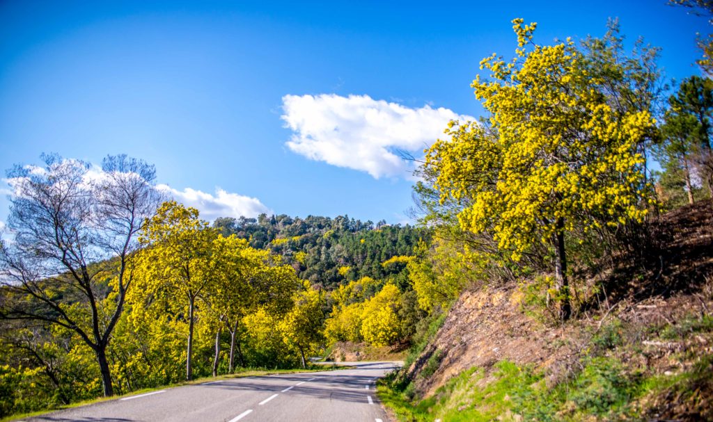 Le Sentier Du Mimosa Vallon De La Gaillarde Les Issambres