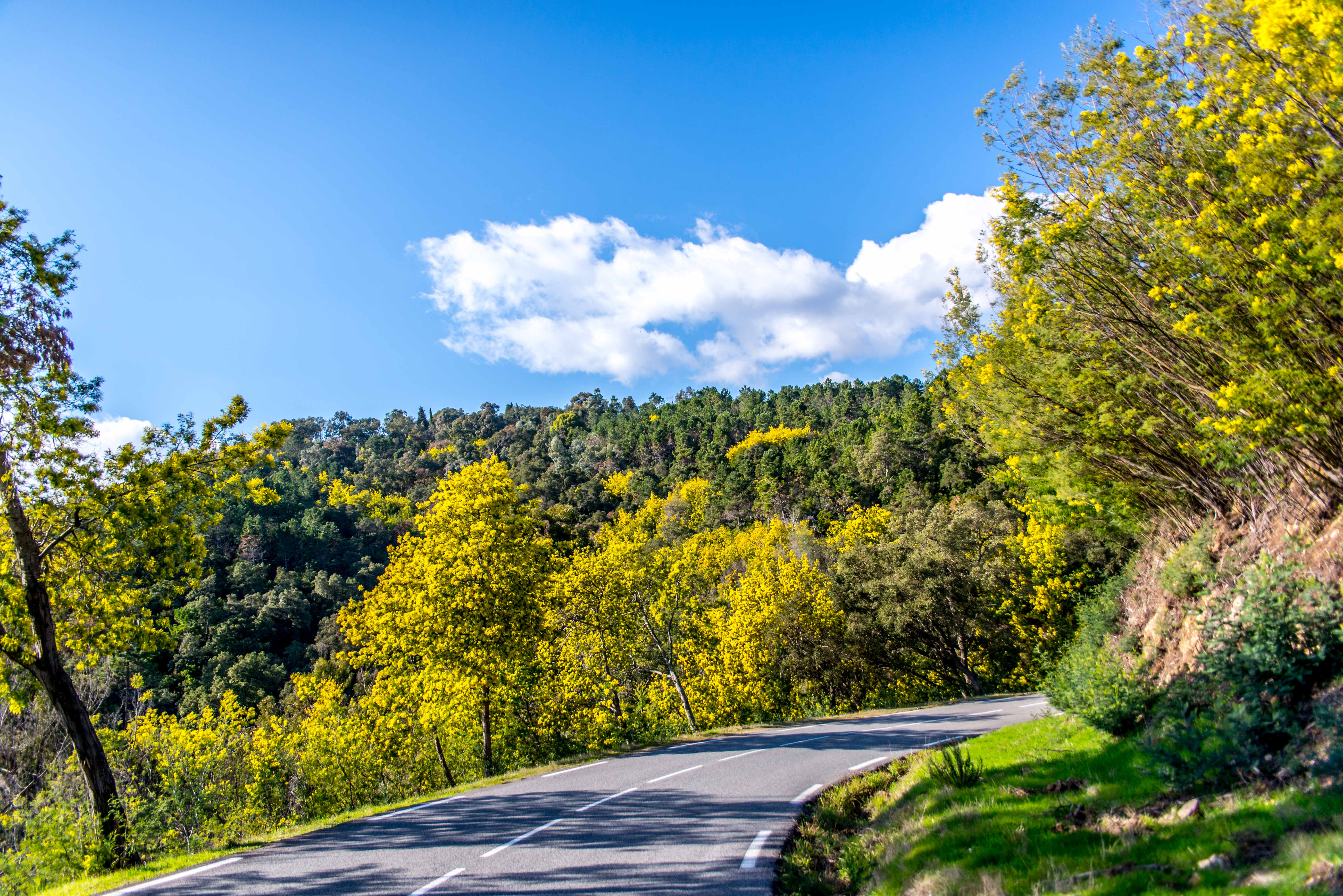 côte d'azur Alpes maritimes route du mimosa Madelieu-la-napoule Bormes les mimosas Tanneron