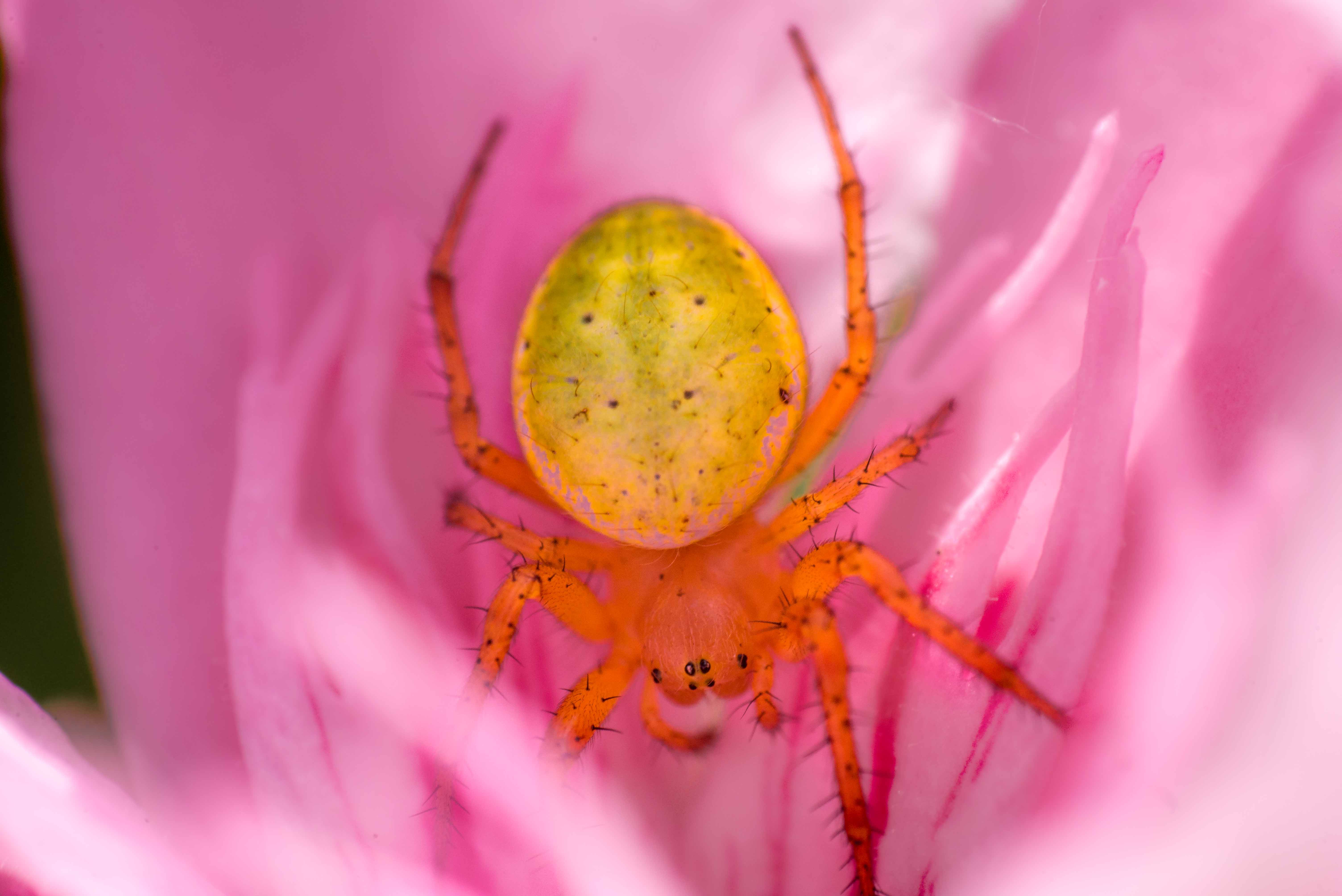 Macro Low Cost Tutoriel Photo Blog Voyage Icietlabas