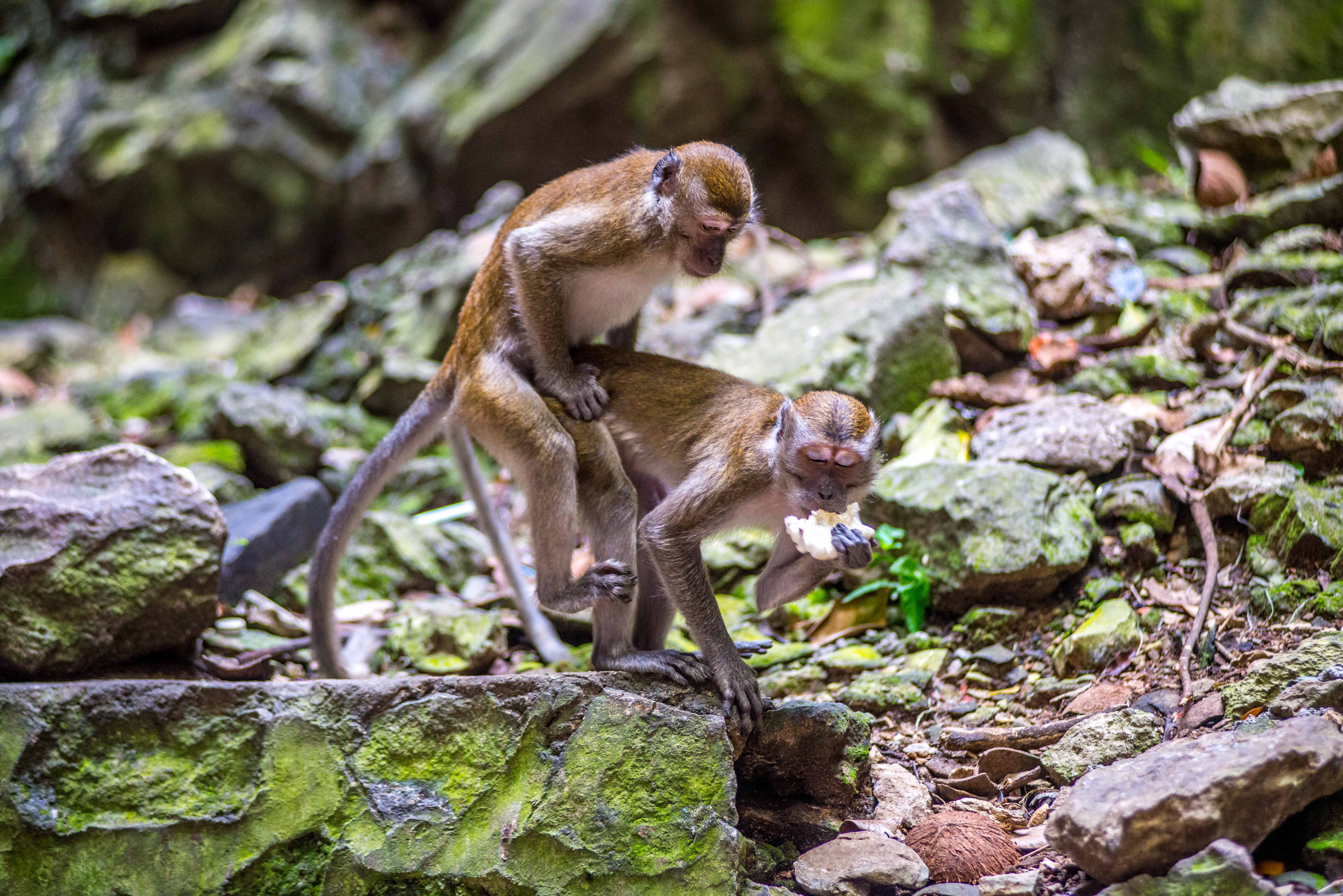 Batu Caves Dark Cave Malaisie Kuala Lumpur Blog Voyage Icietlabas