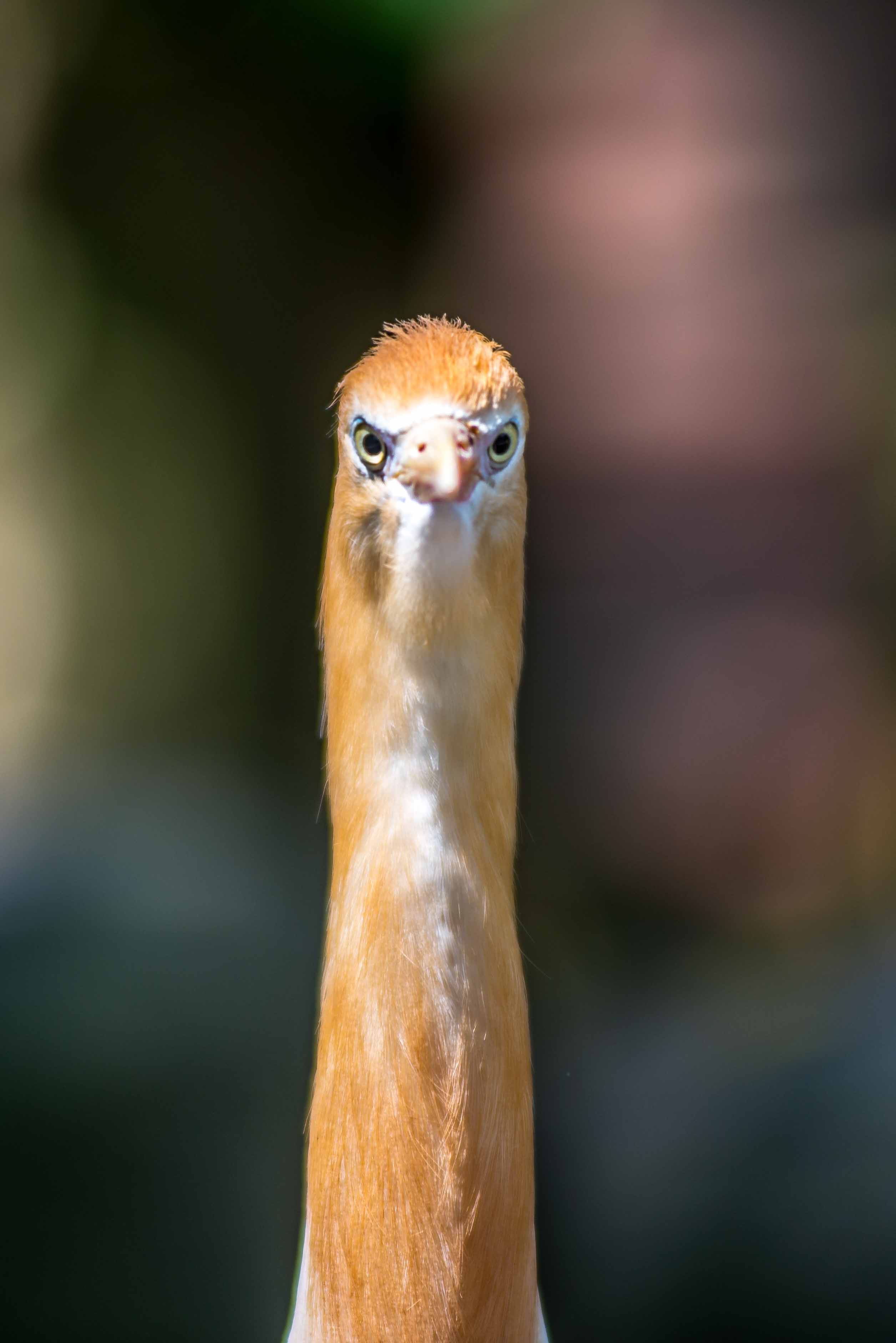 Kuala Lumpur Bird Parc Malaisie blog voyage icietlabas