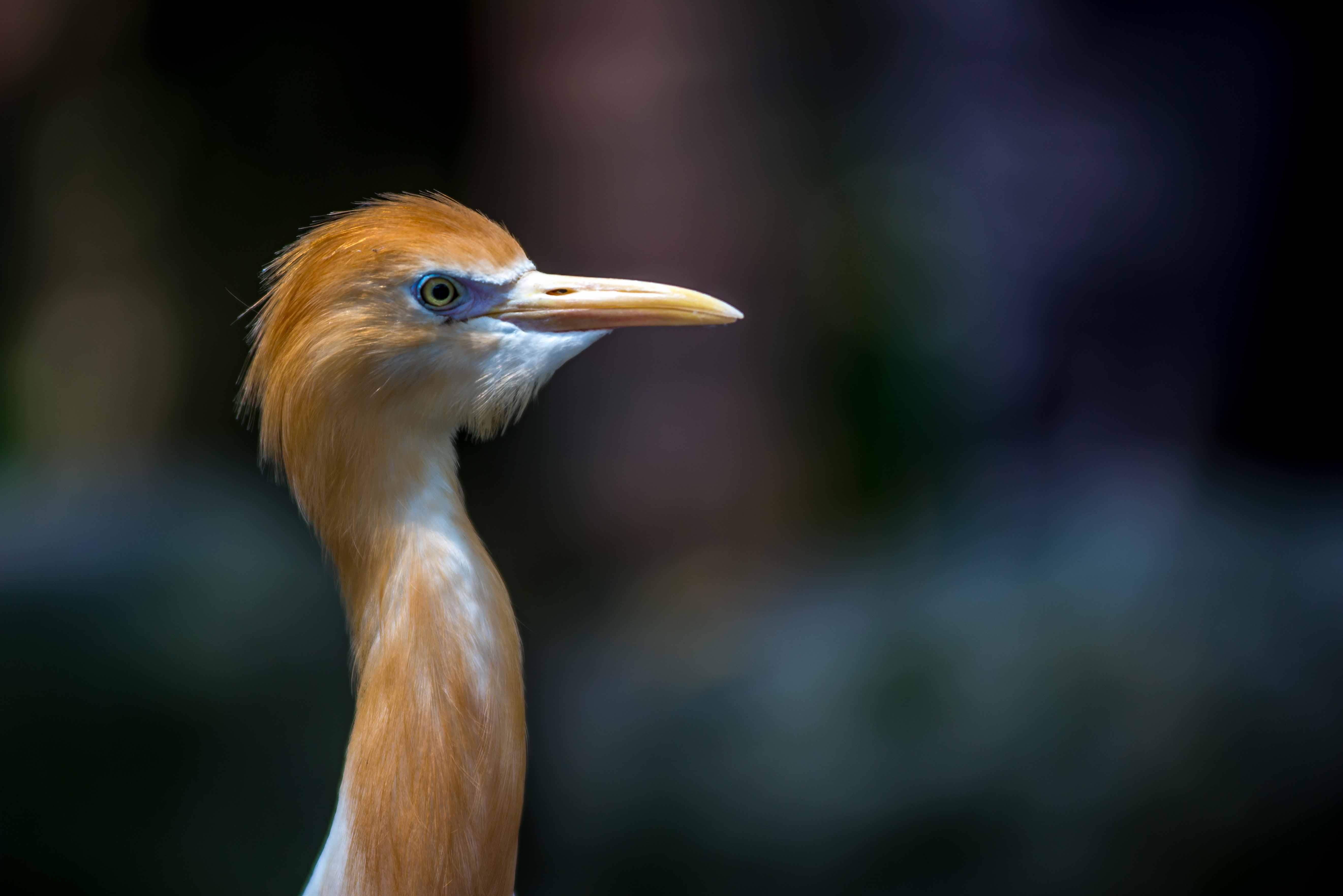 Kuala Lumpur Bird Parc Malaisie blog voyage icietlabas