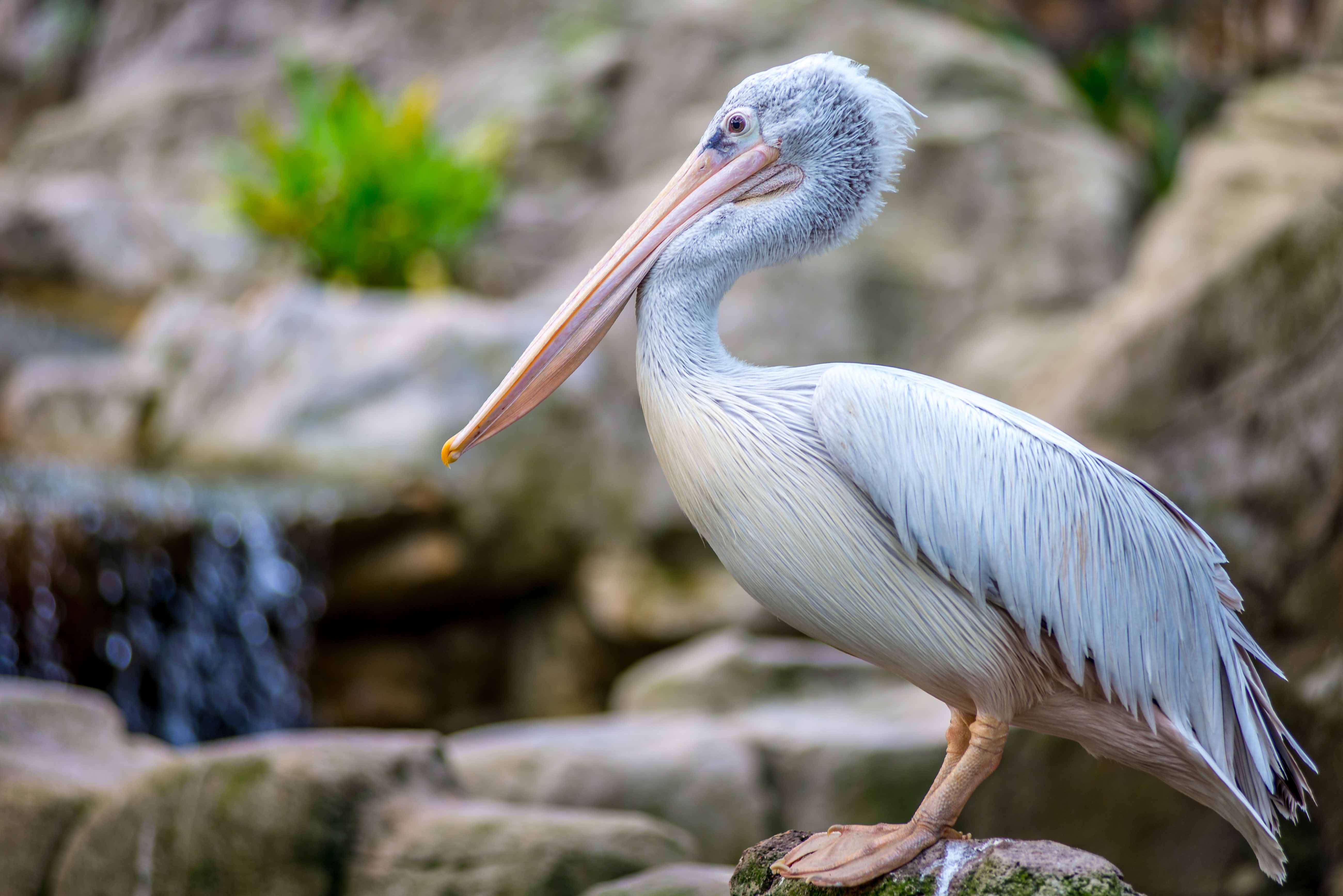 Kuala Lumpur Bird Parc Malaisie blog voyage icietlabas