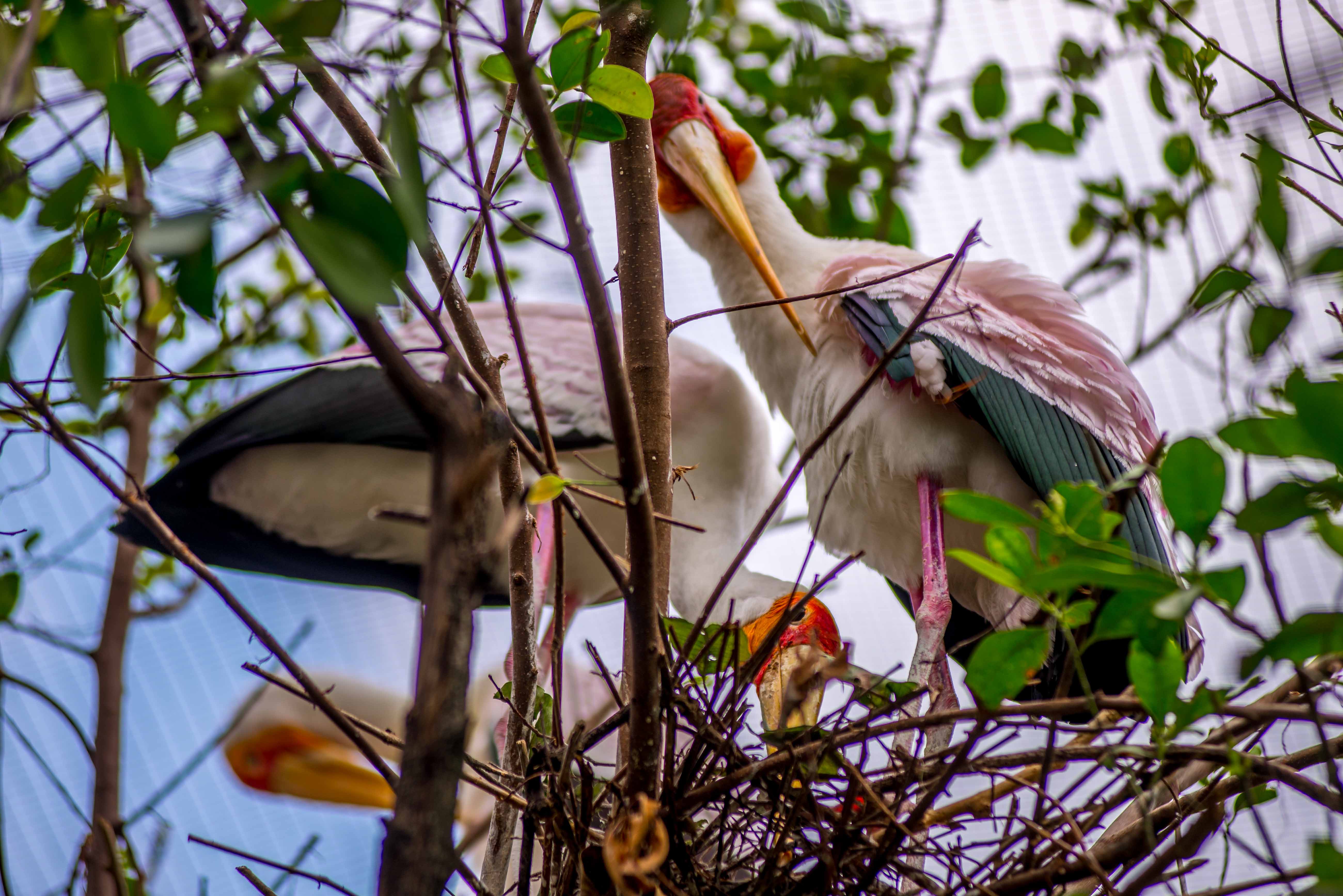 Kuala Lumpur Bird Parc Malaisie blog voyage icietlabas