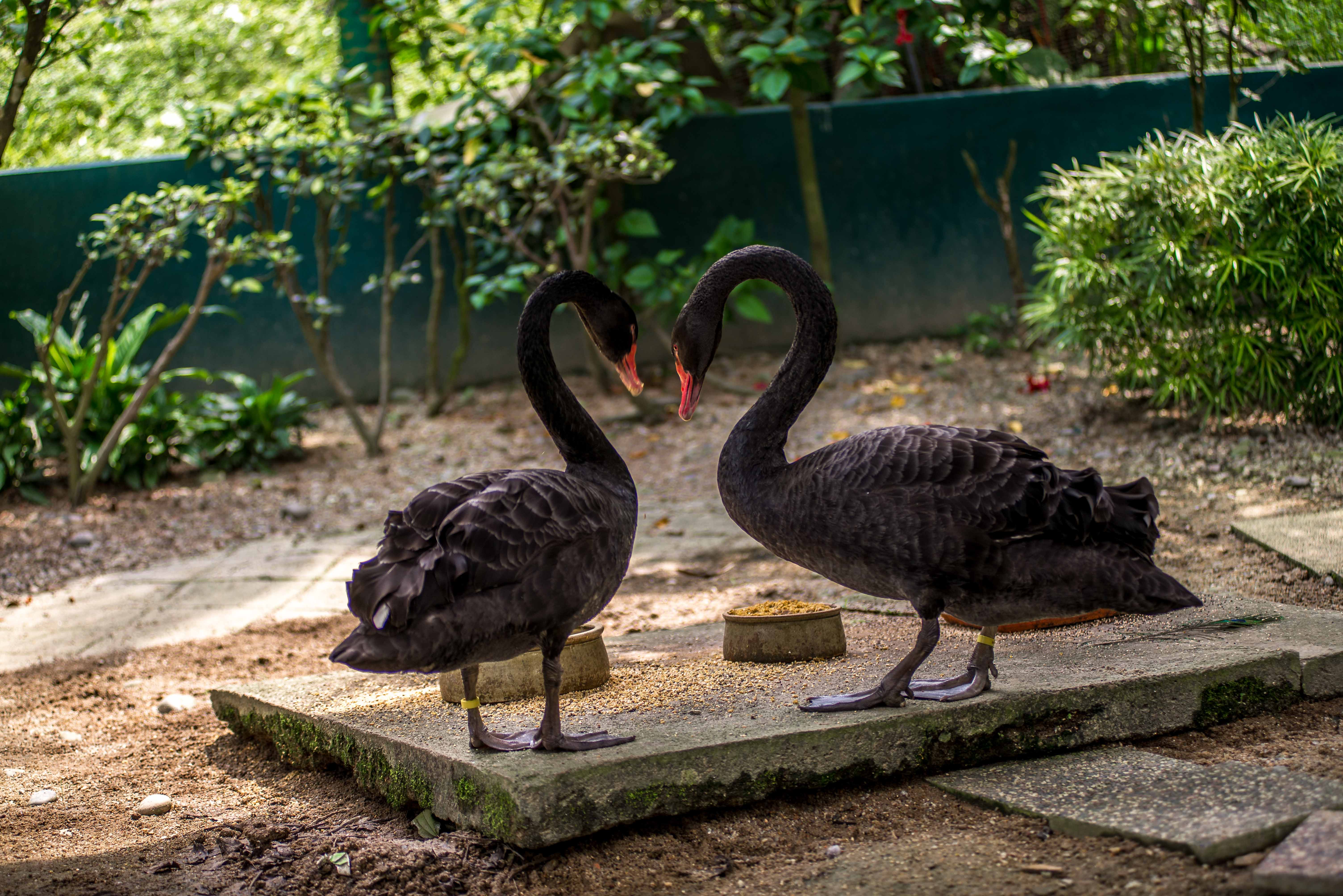 Kuala Lumpur Bird Parc Malaisie blog voyage icietlabas