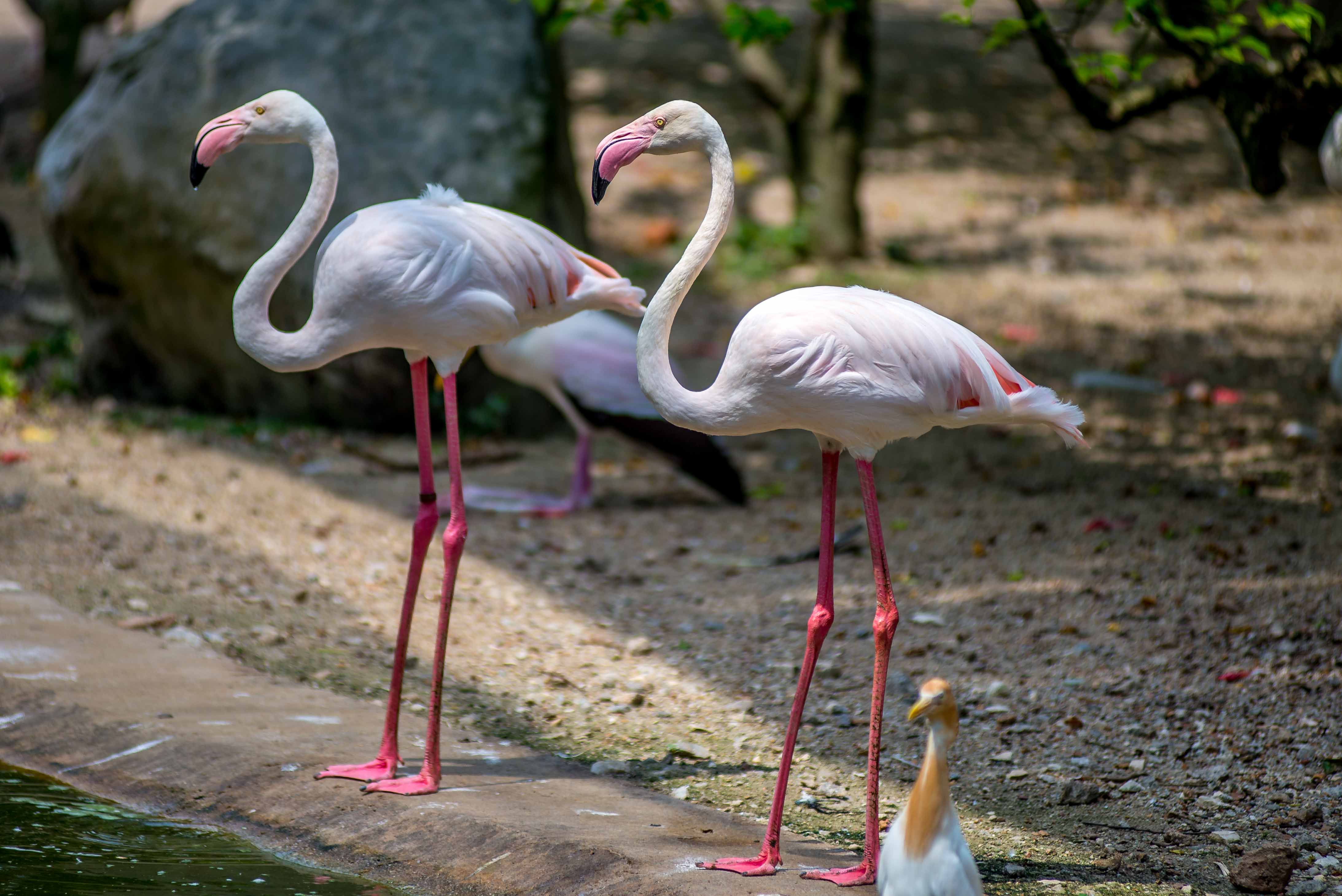Kuala Lumpur Bird Parc Malaisie blog voyage icietlabas