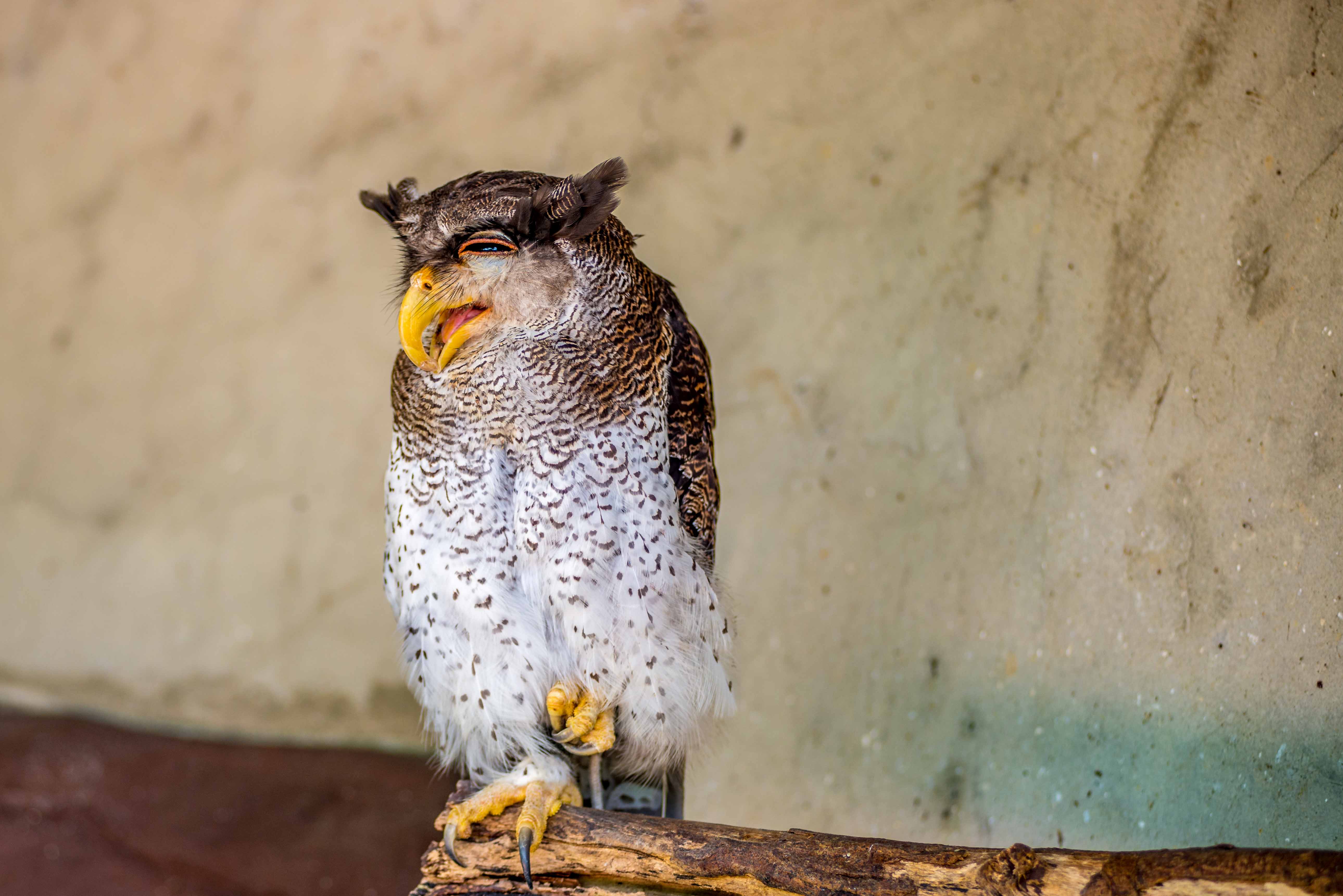 Kuala Lumpur Bird Parc Malaisie blog voyage icietlabas
