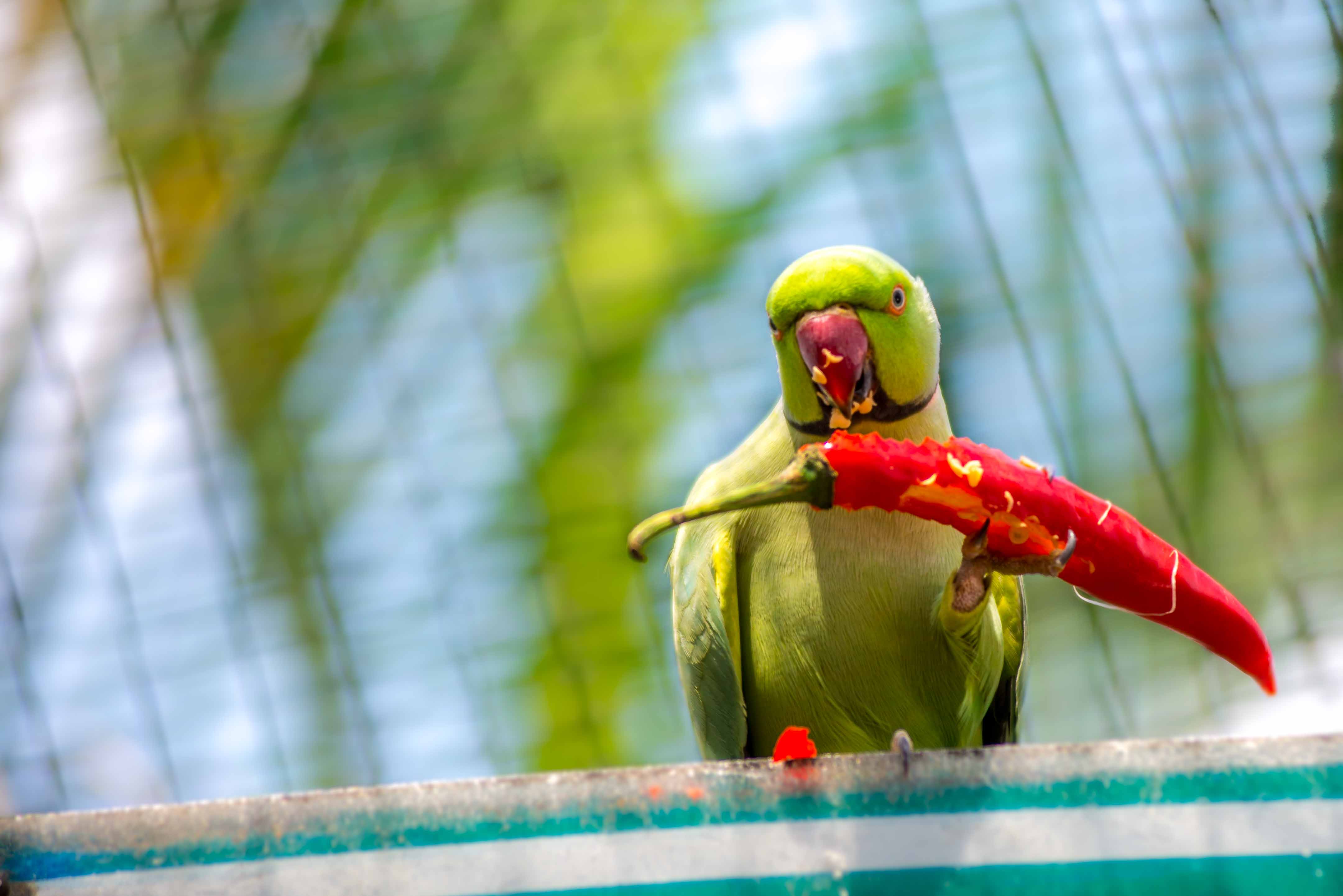 Kuala Lumpur Bird Parc Malaisie blog voyage icietlabas