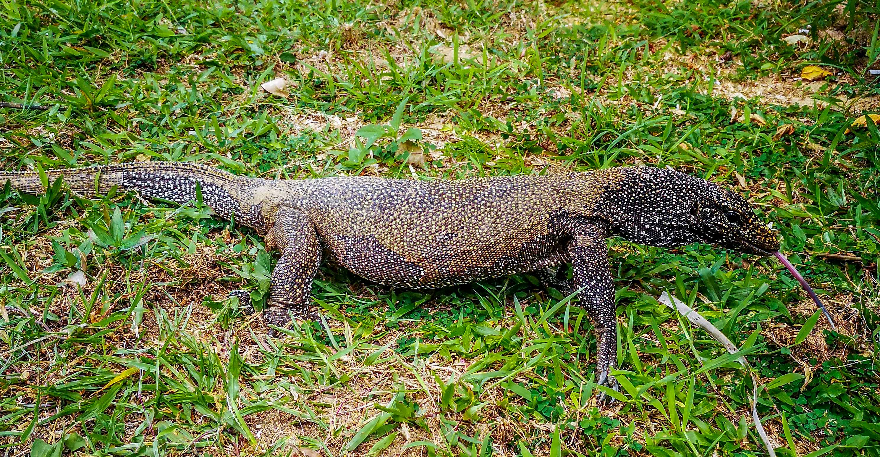 Tioman Pulau Malaisie Malaysia Blog voyage Icietlabas