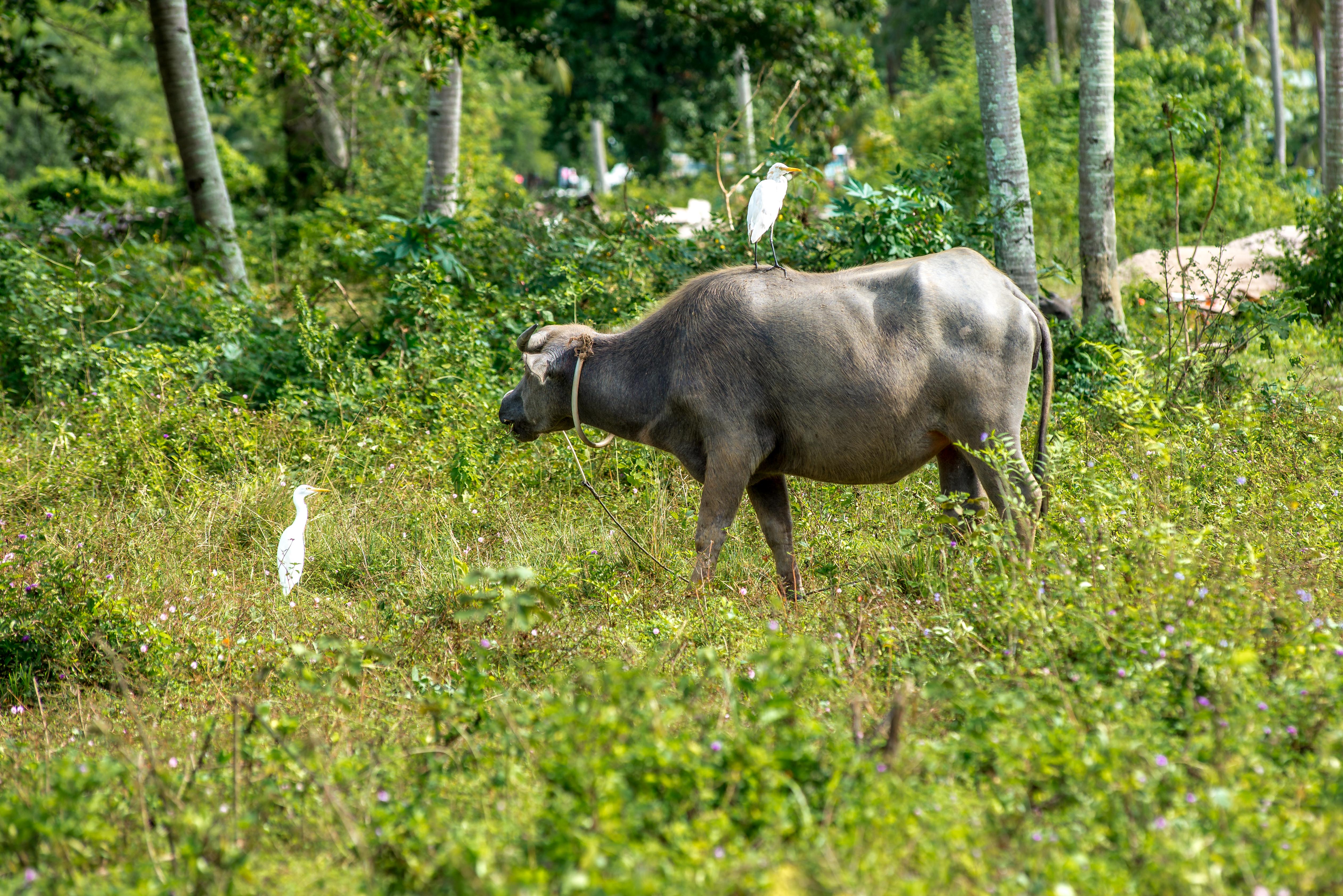 Langkawi Malaisie Malaysia Asie blogvoyage icietlabas