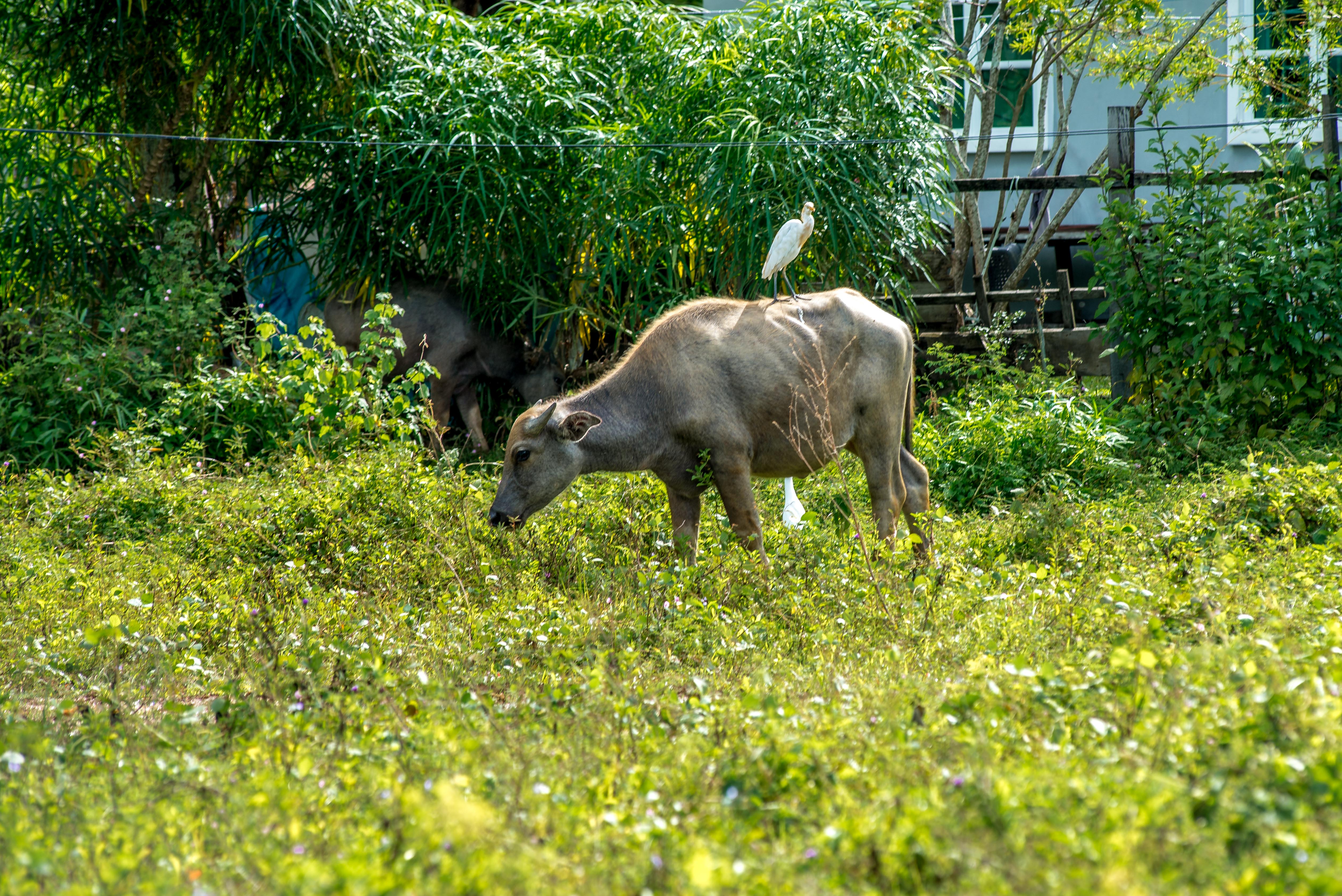 Langkawi Malaisie Malaysia Asie blogvoyage icietlabas