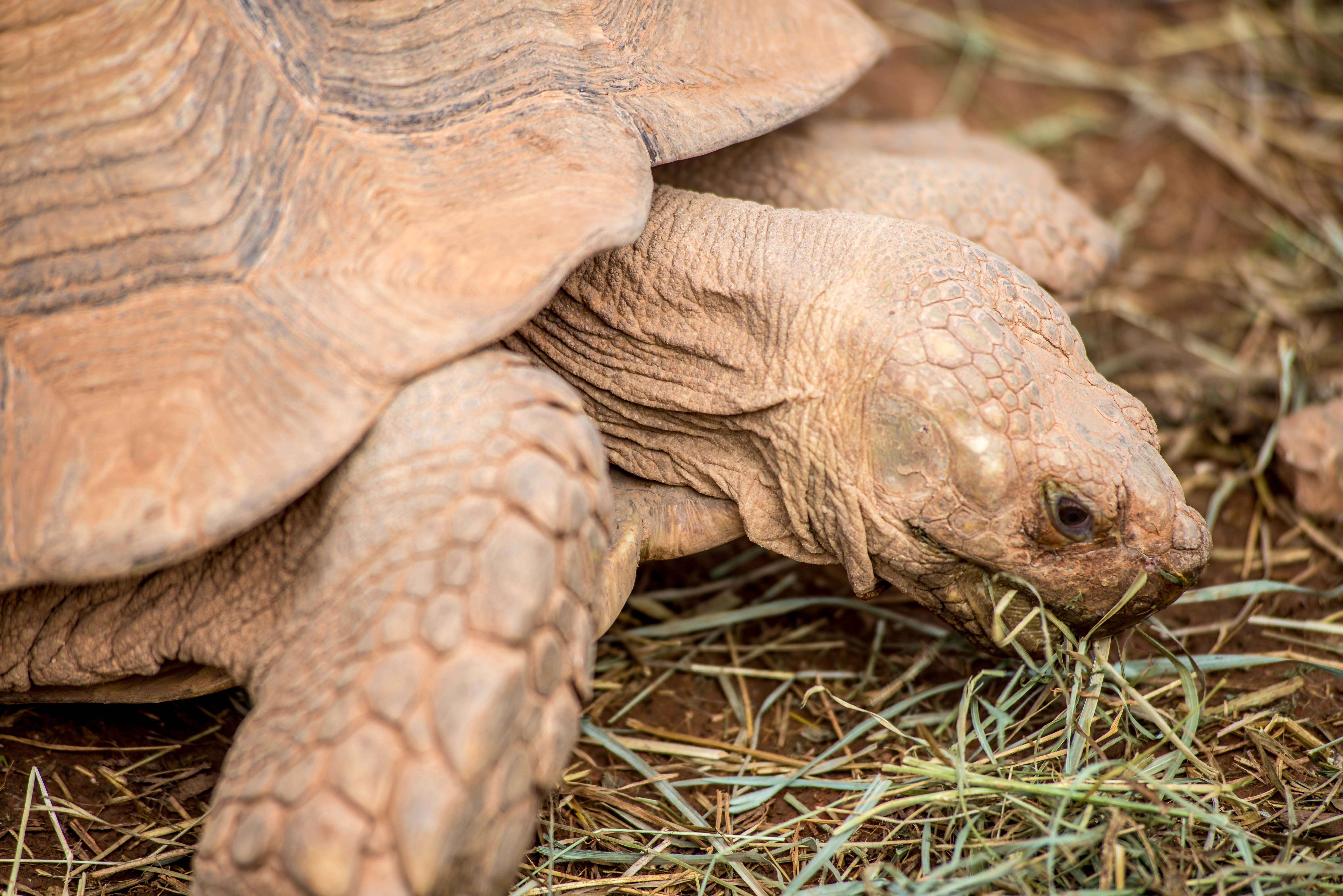 Tortues Village des Tortues Carnoules Paca Icietlabas Blog