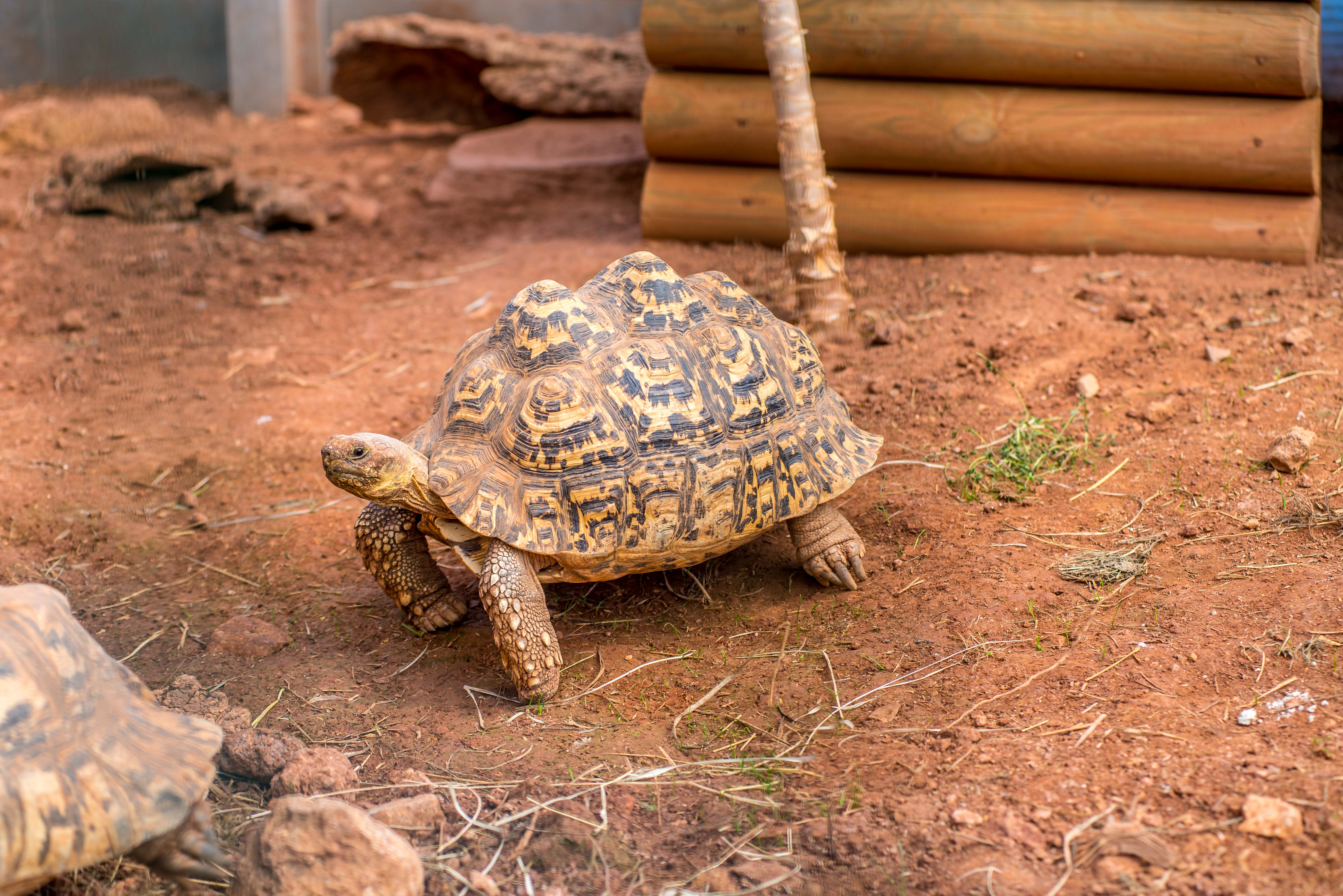 Tortues Village des Tortues Carnoules Paca Icietlabas Blog