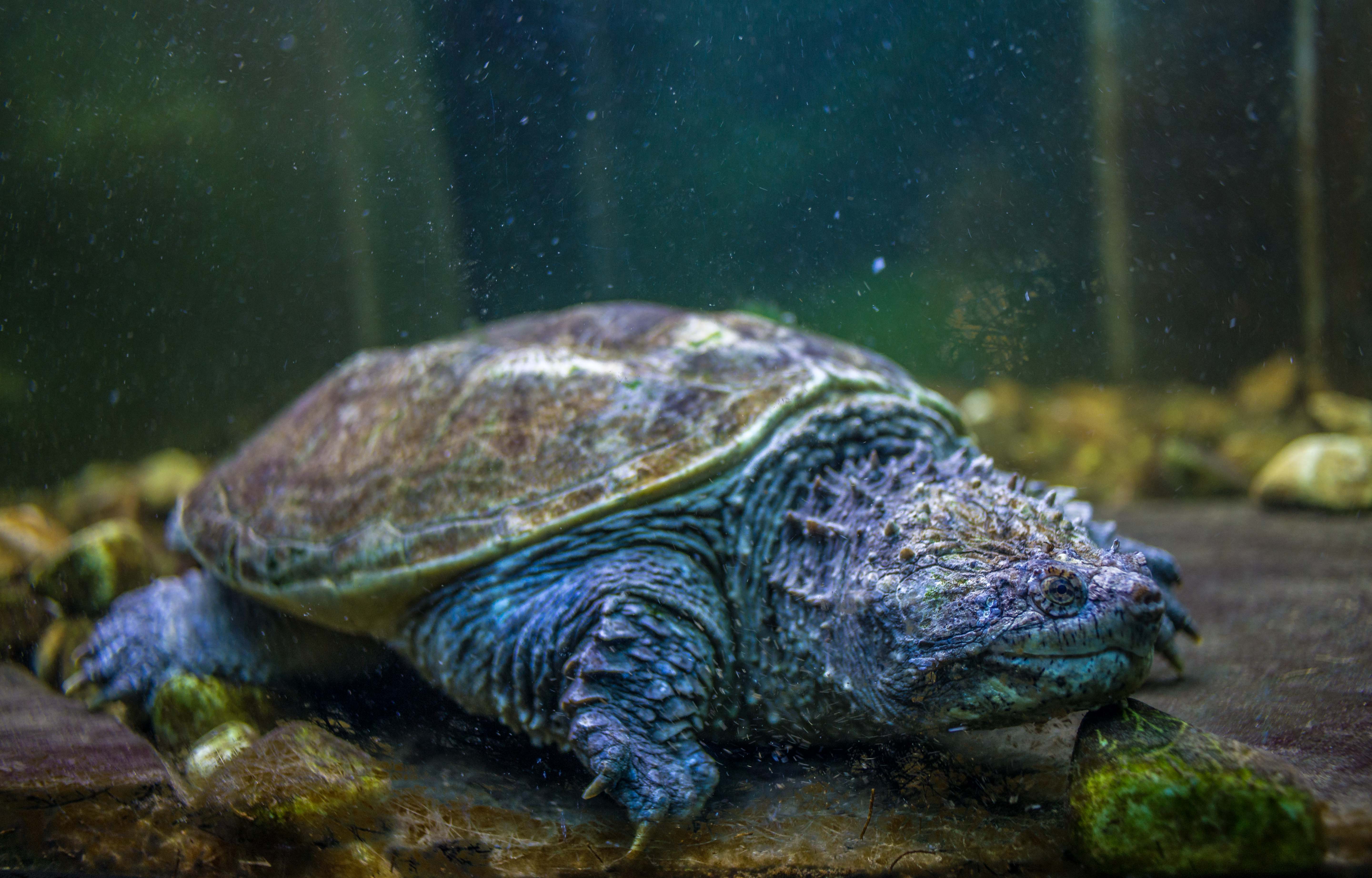 Tortues Village des Tortues Carnoules Paca Icietlabas Blog