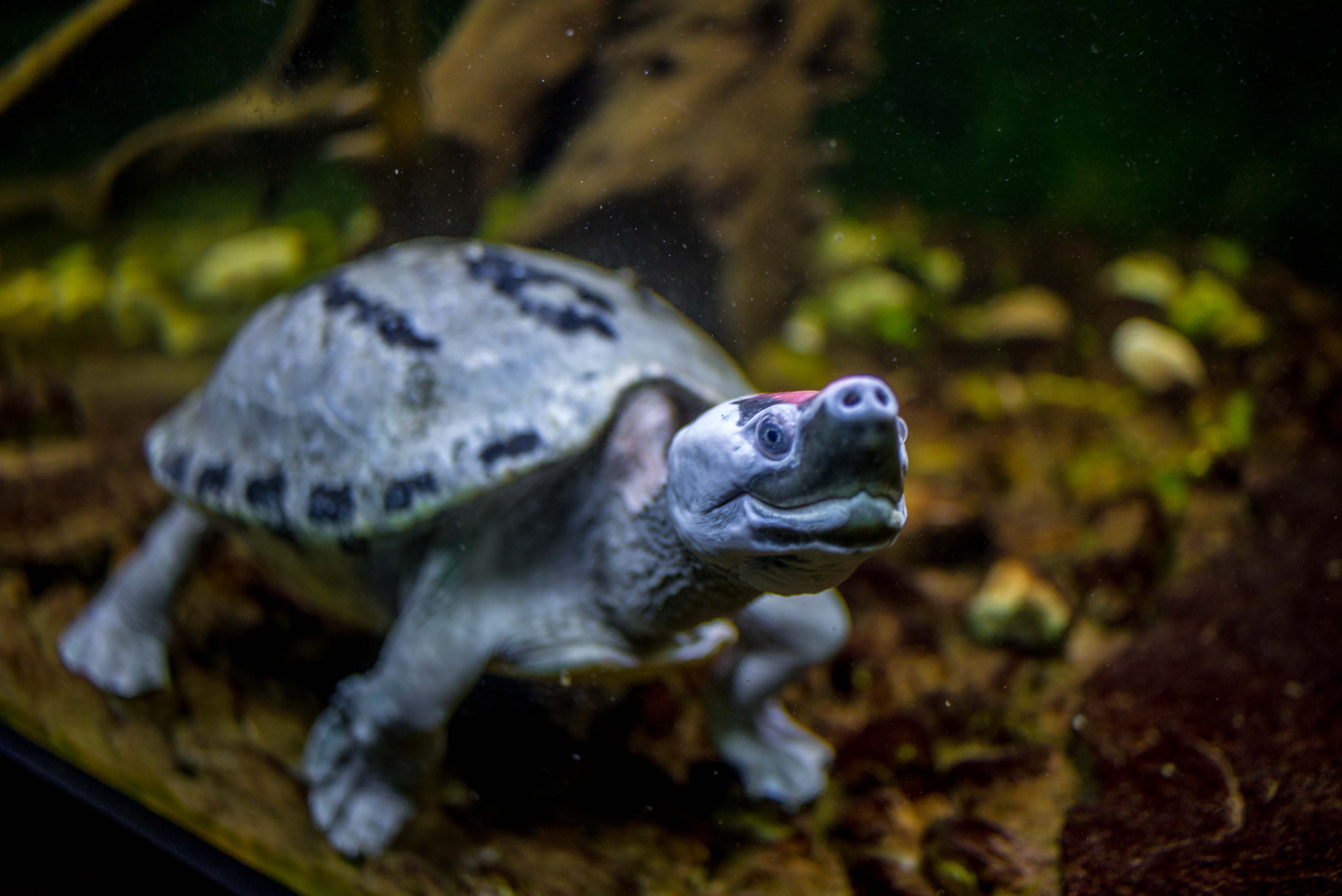 Tortues Village des Tortues Carnoules Paca Icietlabas Blog