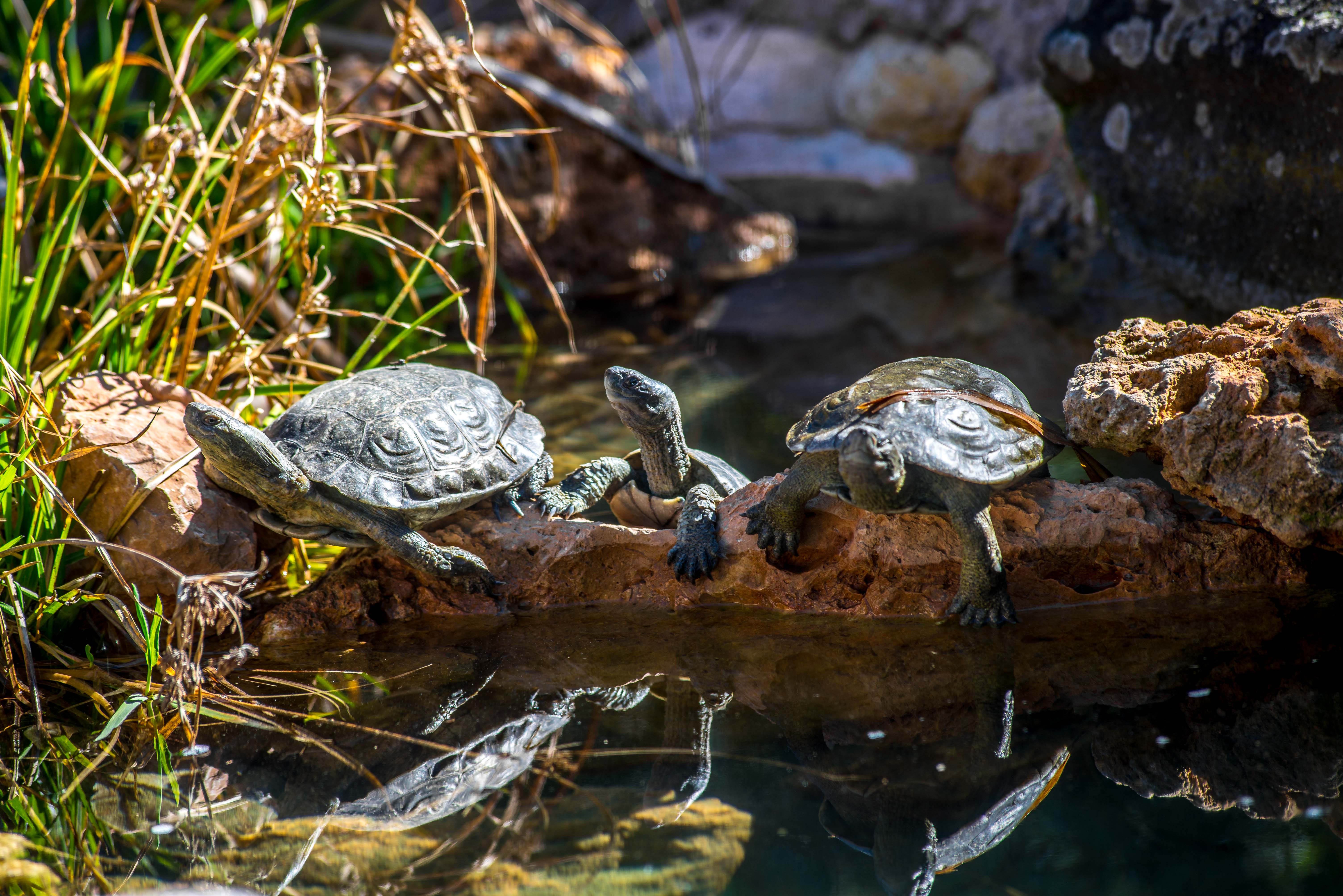 Tortues Village des Tortues Carnoules Paca Icietlabas Blog